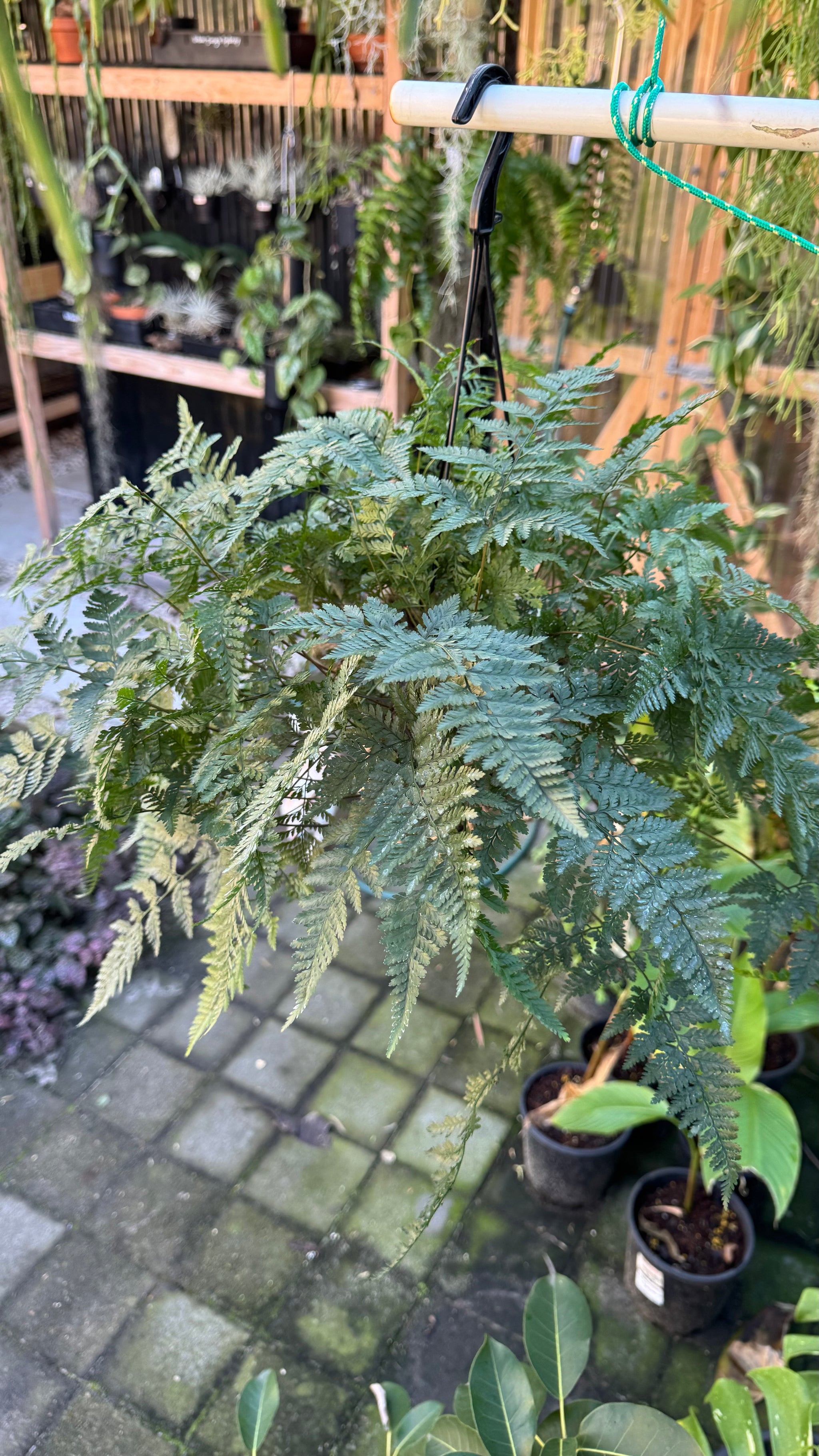 'White Rabbit Foot' Fern
