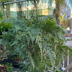 'White Rabbit Foot' Fern