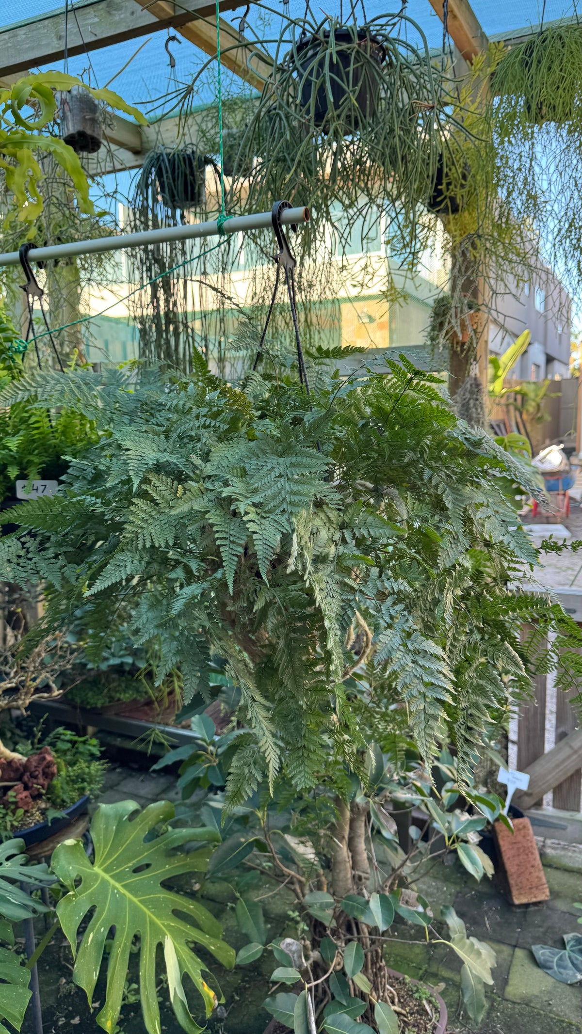 'White Rabbit Foot' Fern