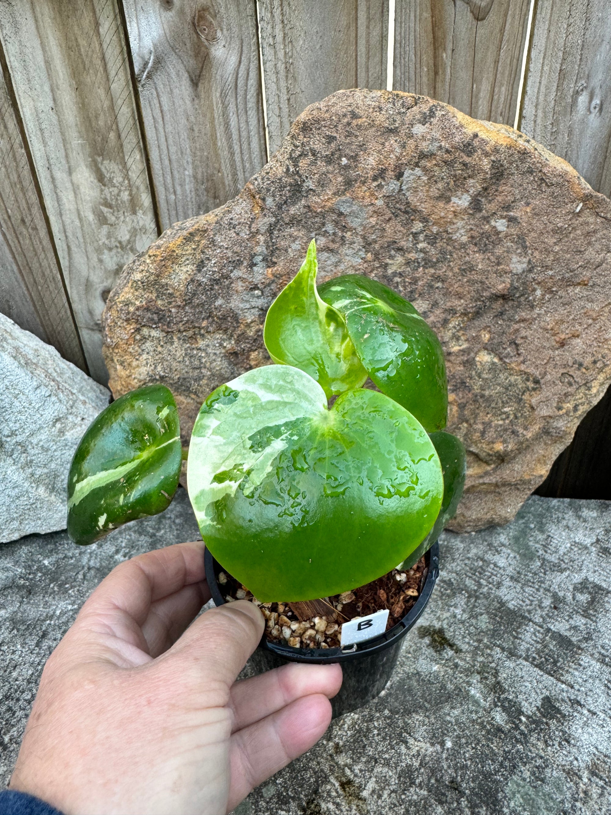 Peperomia polybotrya Variegata B