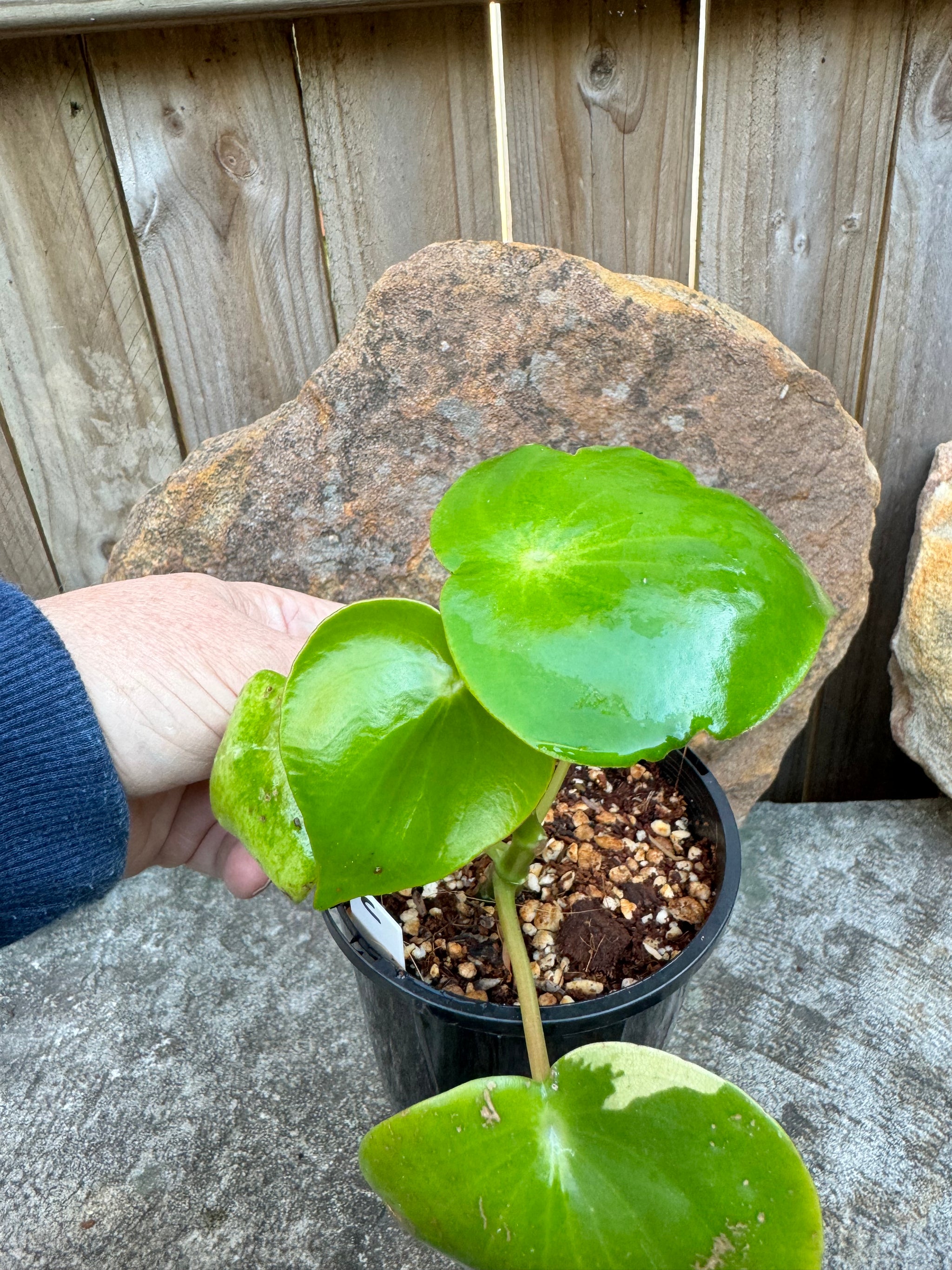 Peperomia polybotrya Variegata C