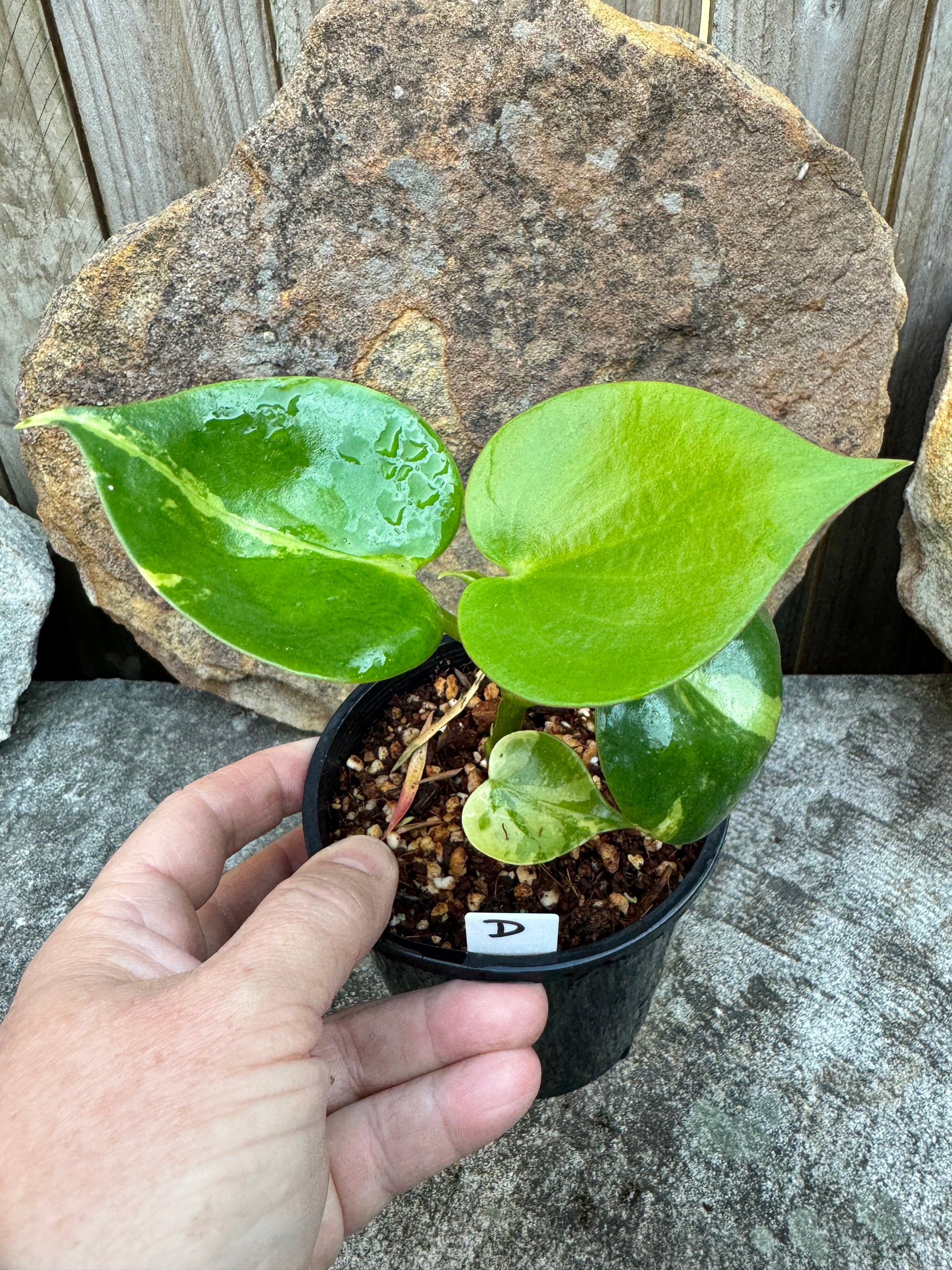 Peperomia polybotrya Variegata D