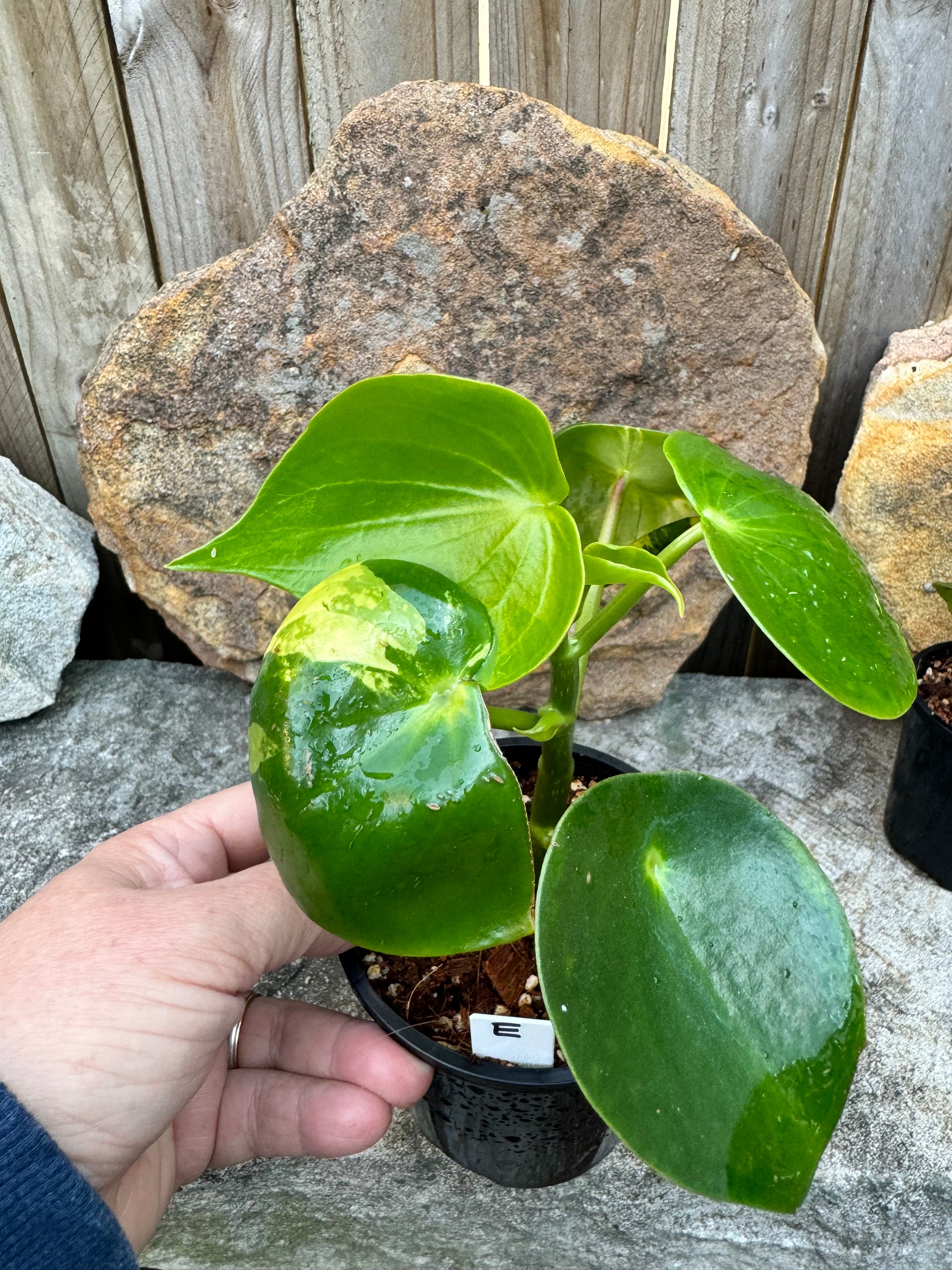 Peperomia polybotrya Variegata E