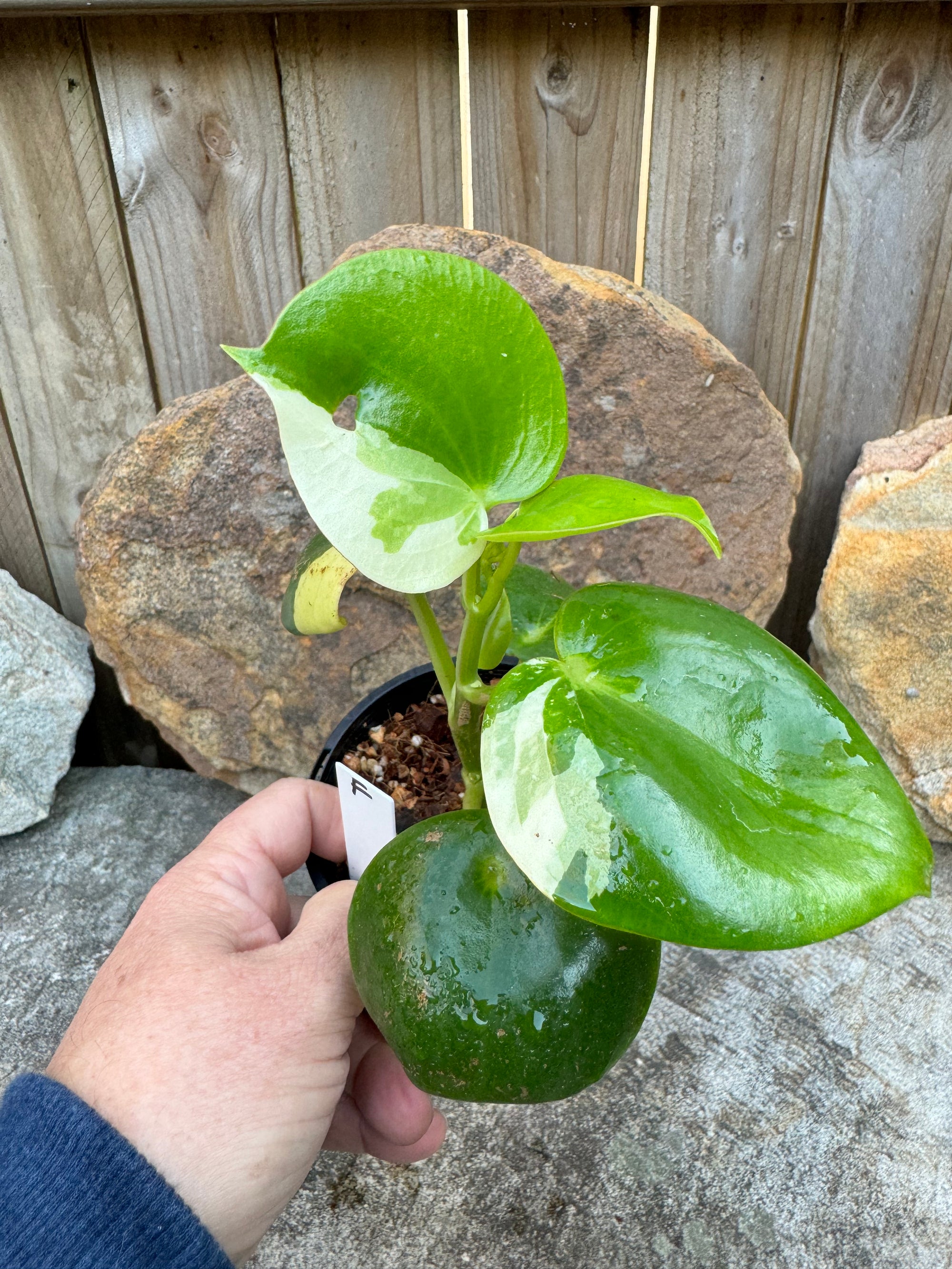 Peperomia polybotrya Variegata F