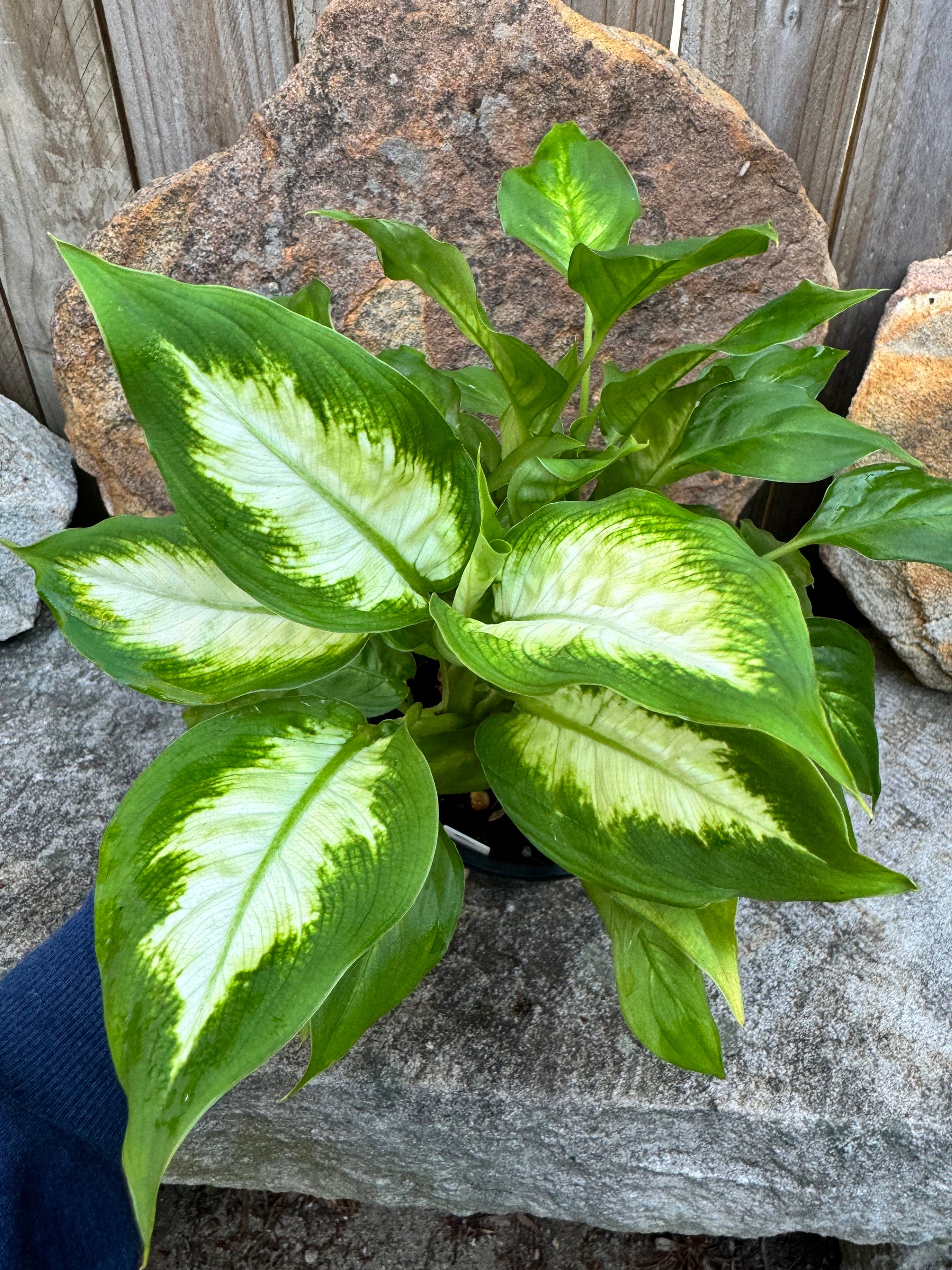 Dieffenbachia Tropic Marianne C