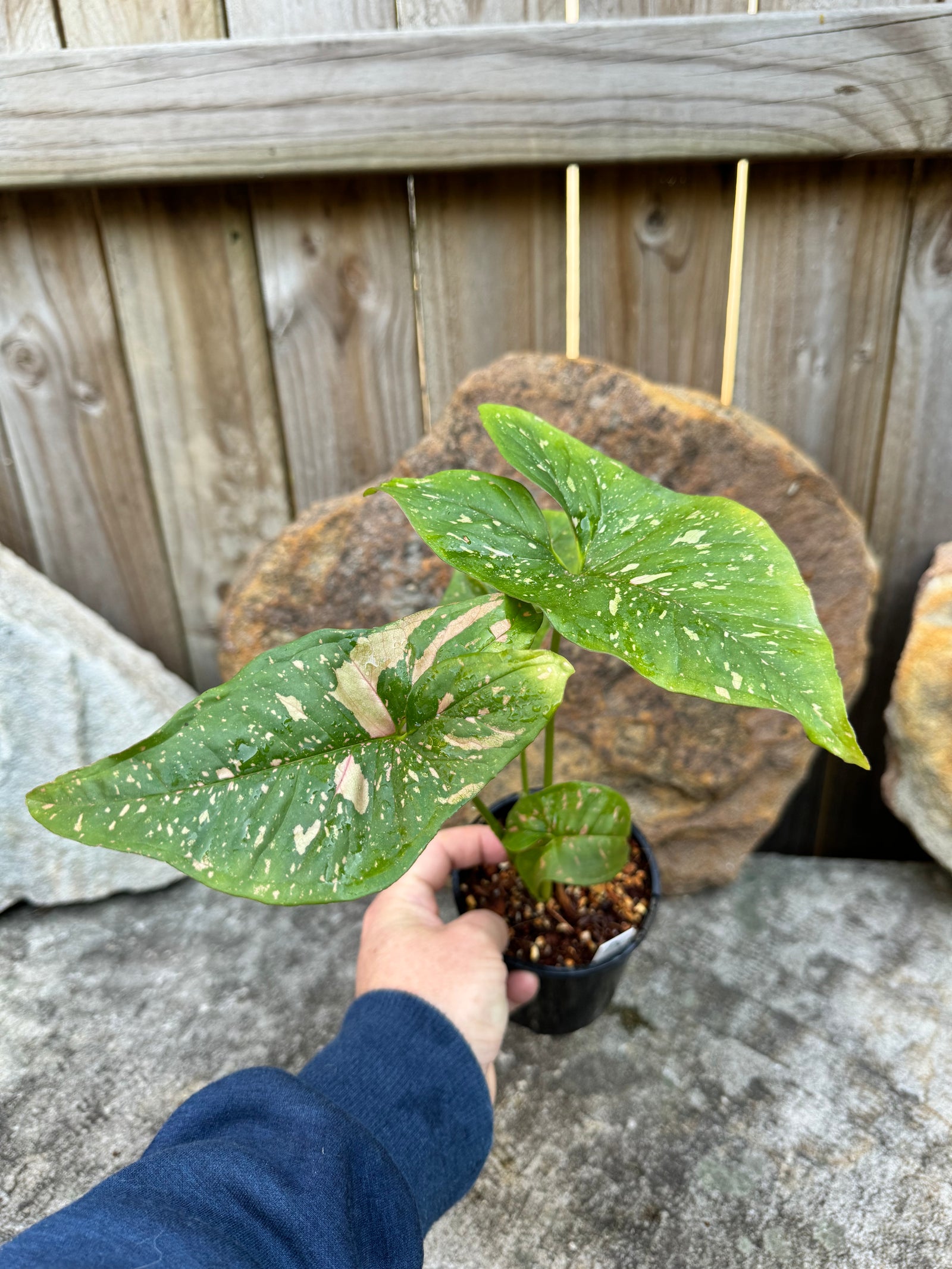 Syngonium 'Pink Splash' A