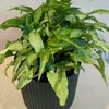Syngonium 'Silver Fox'