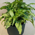 Syngonium 'Silver Fox'