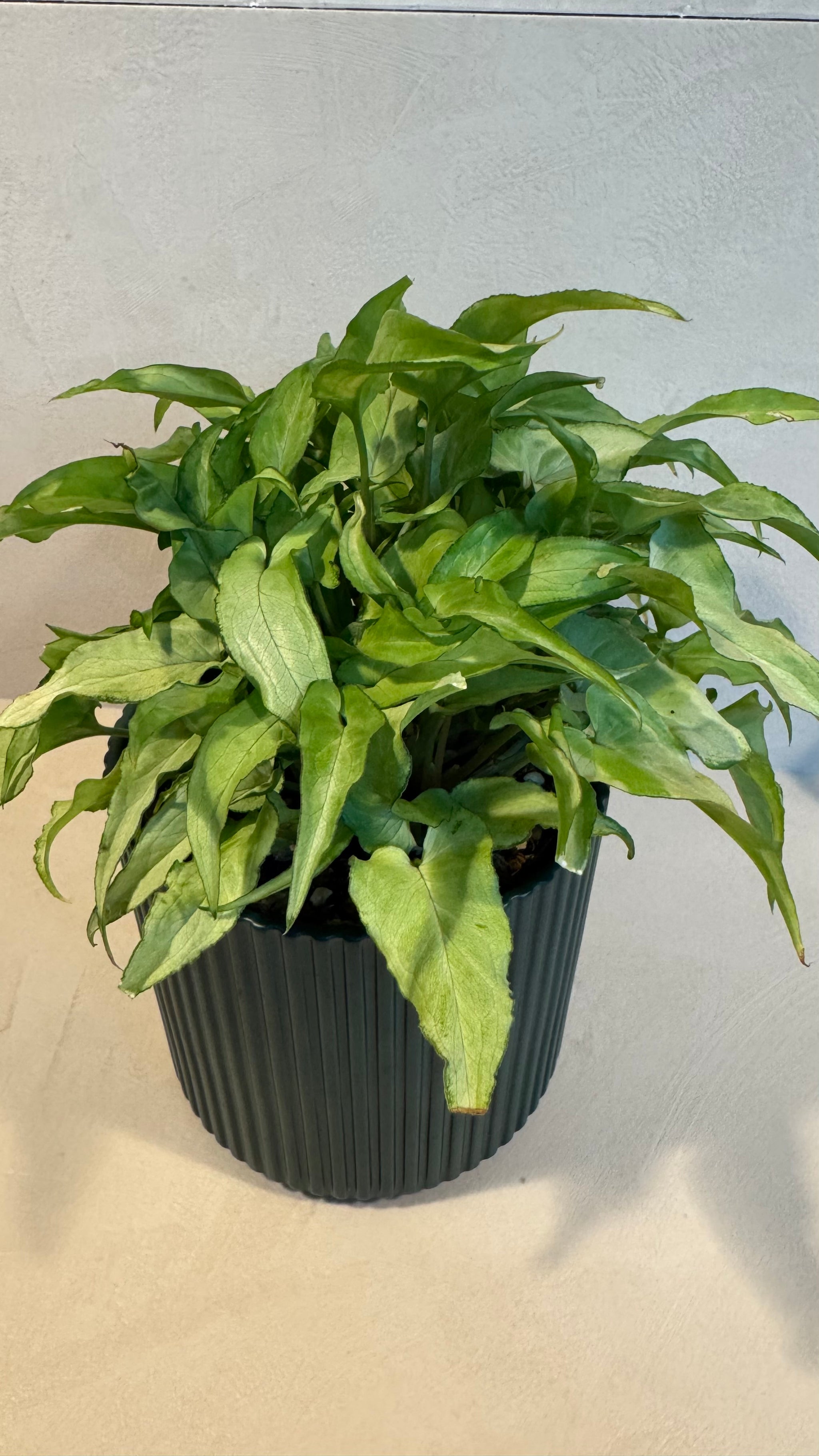 Syngonium 'Silver Fox'