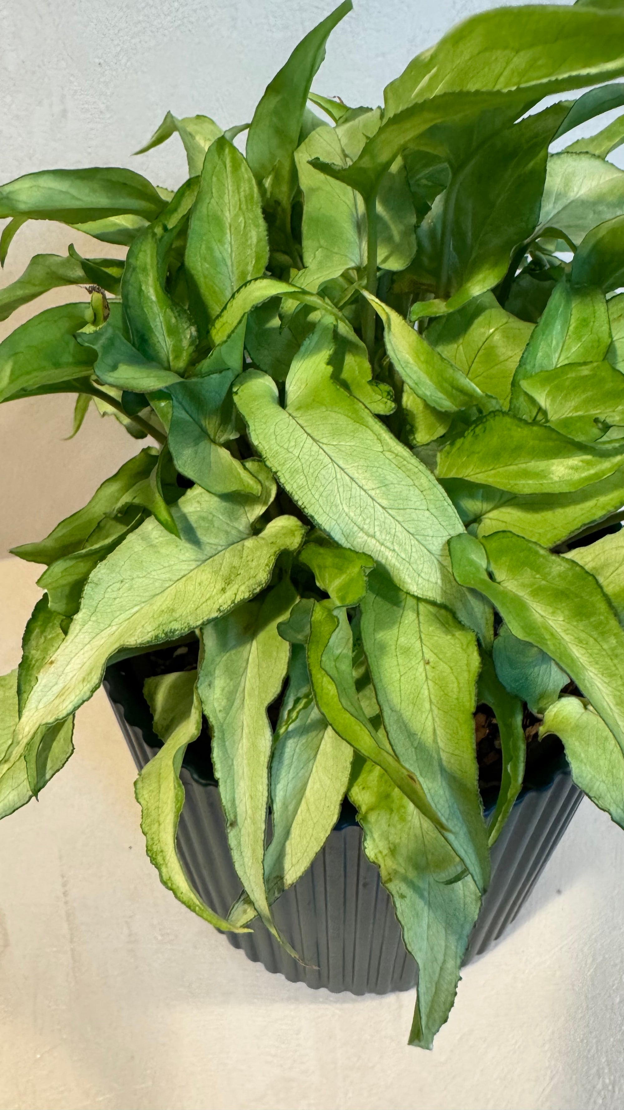 Syngonium 'Silver Fox'