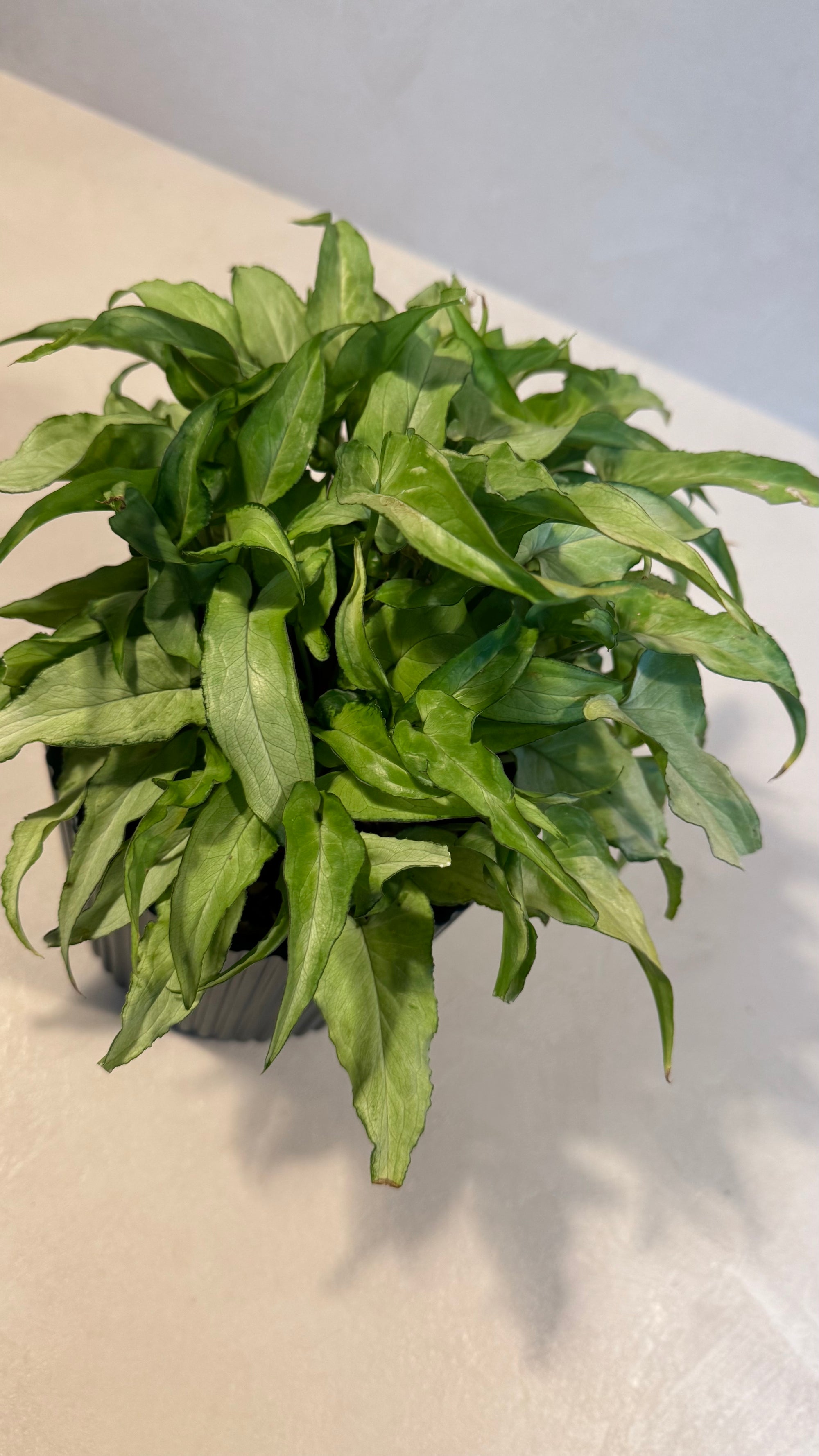 Syngonium 'Silver Fox'