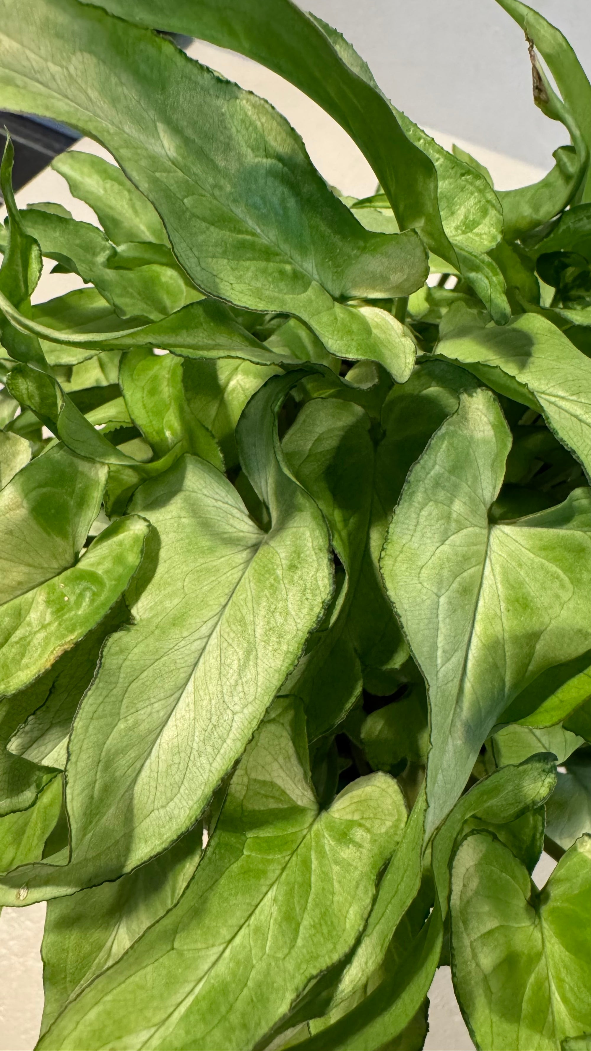 Syngonium 'Silver Fox'