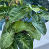 Syngonium 'Pixie'