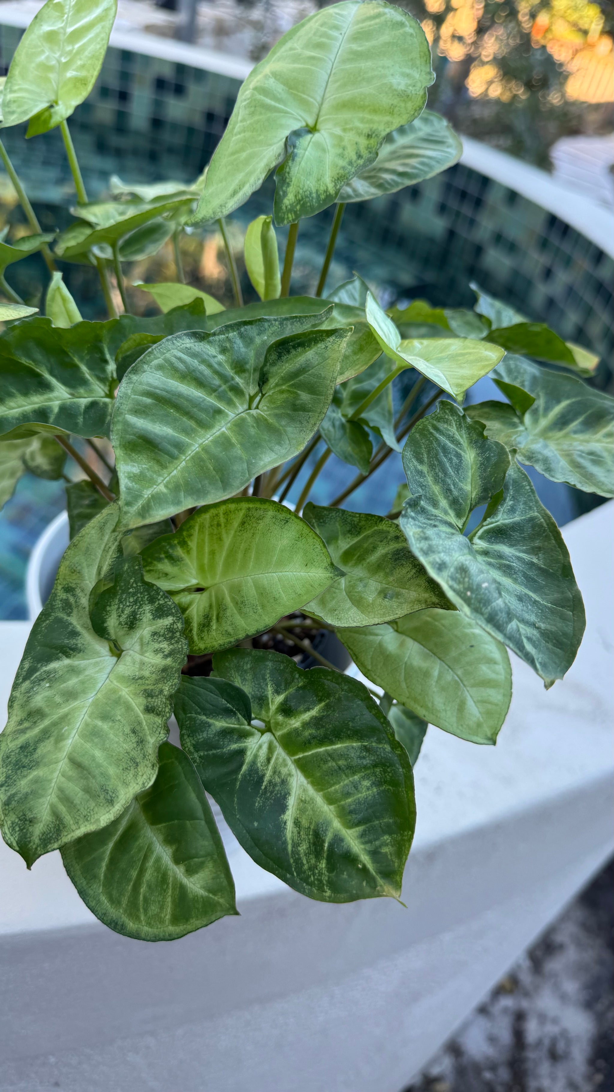 Syngonium 'Pixie'