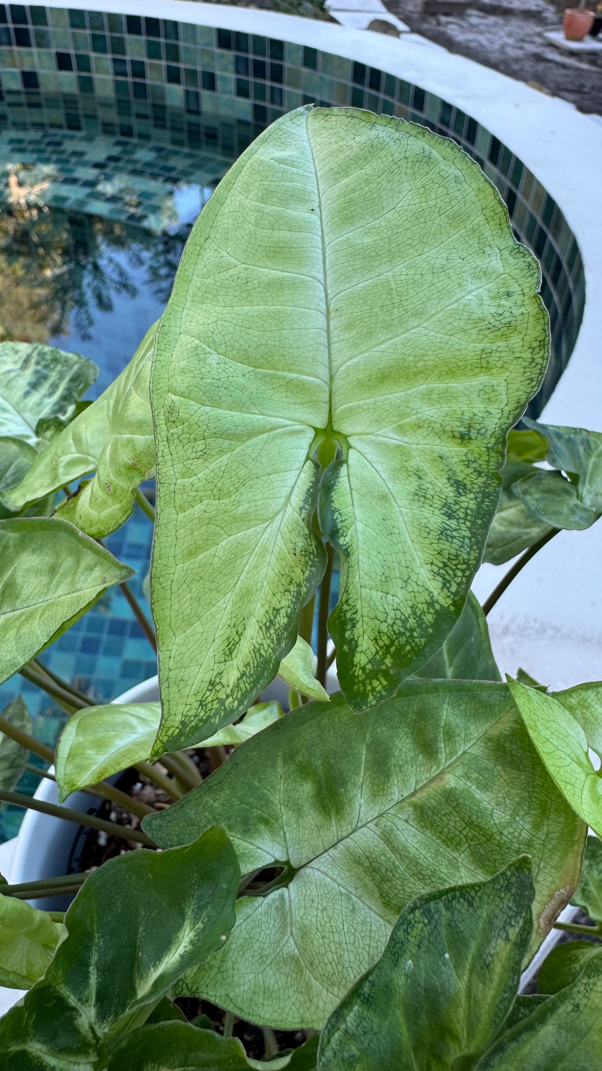Syngonium 'Pixie'