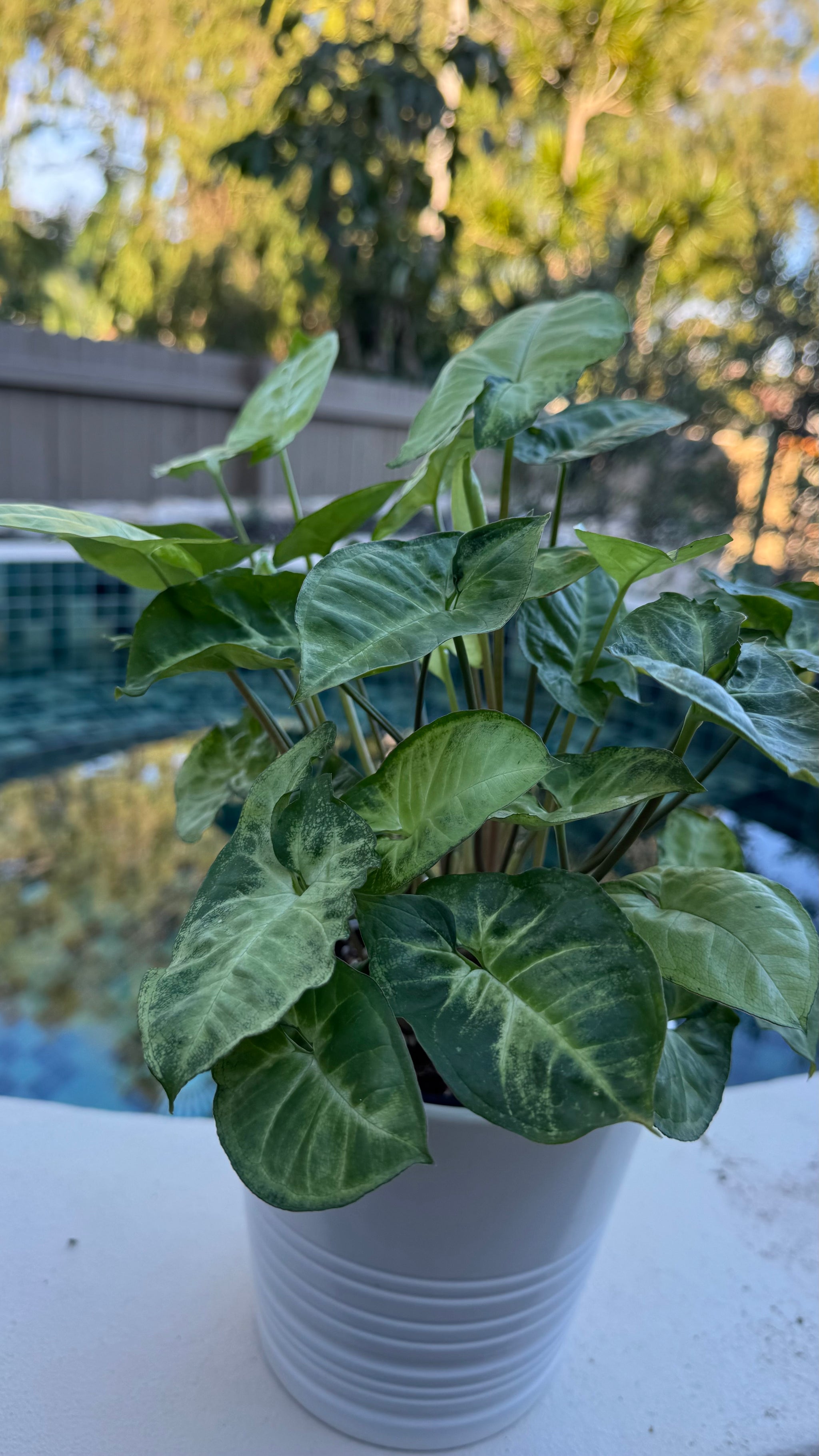 Syngonium 'Pixie'