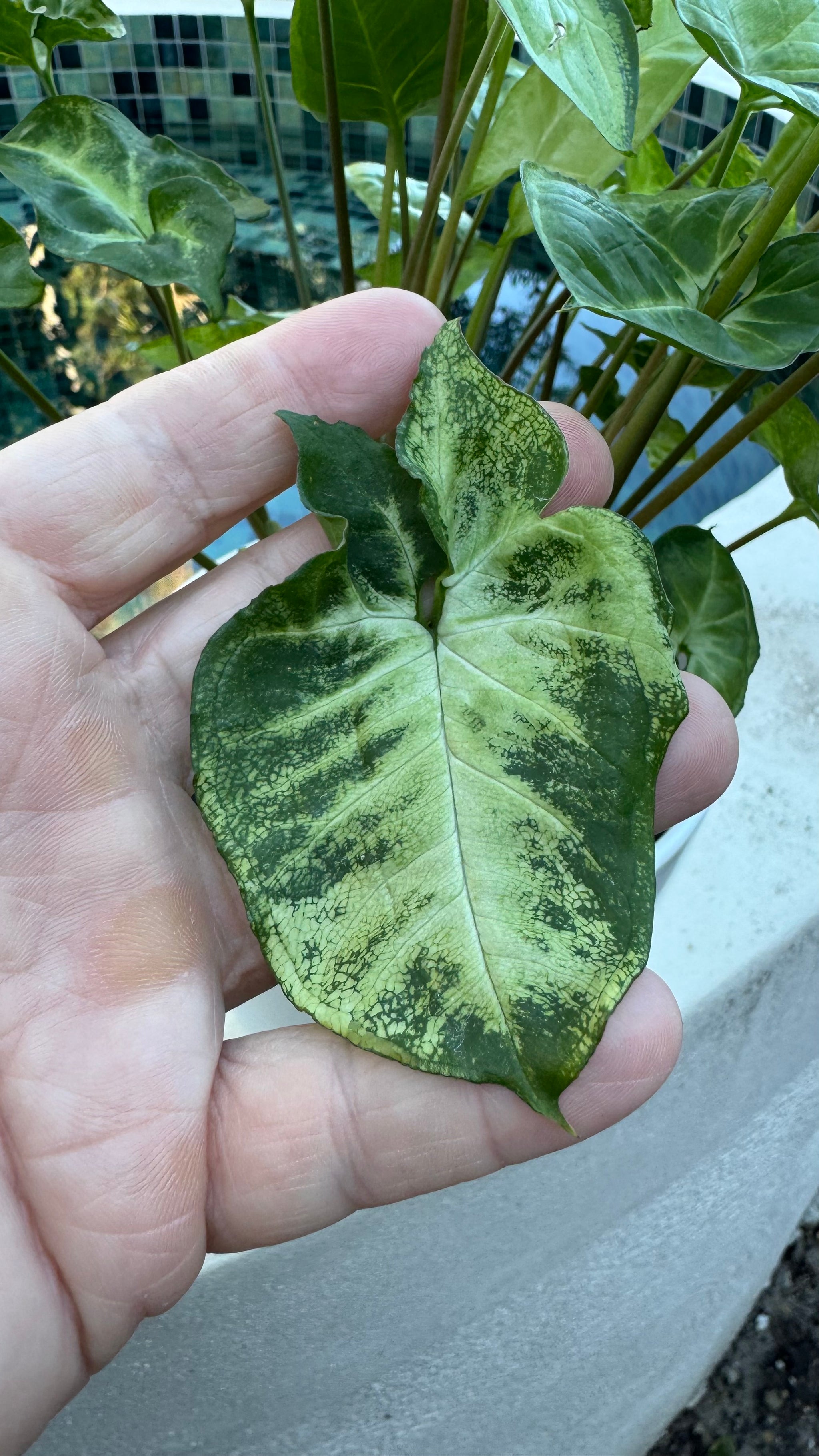 Syngonium 'Pixie'