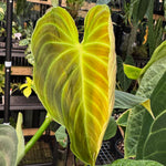Philodendron splendid
