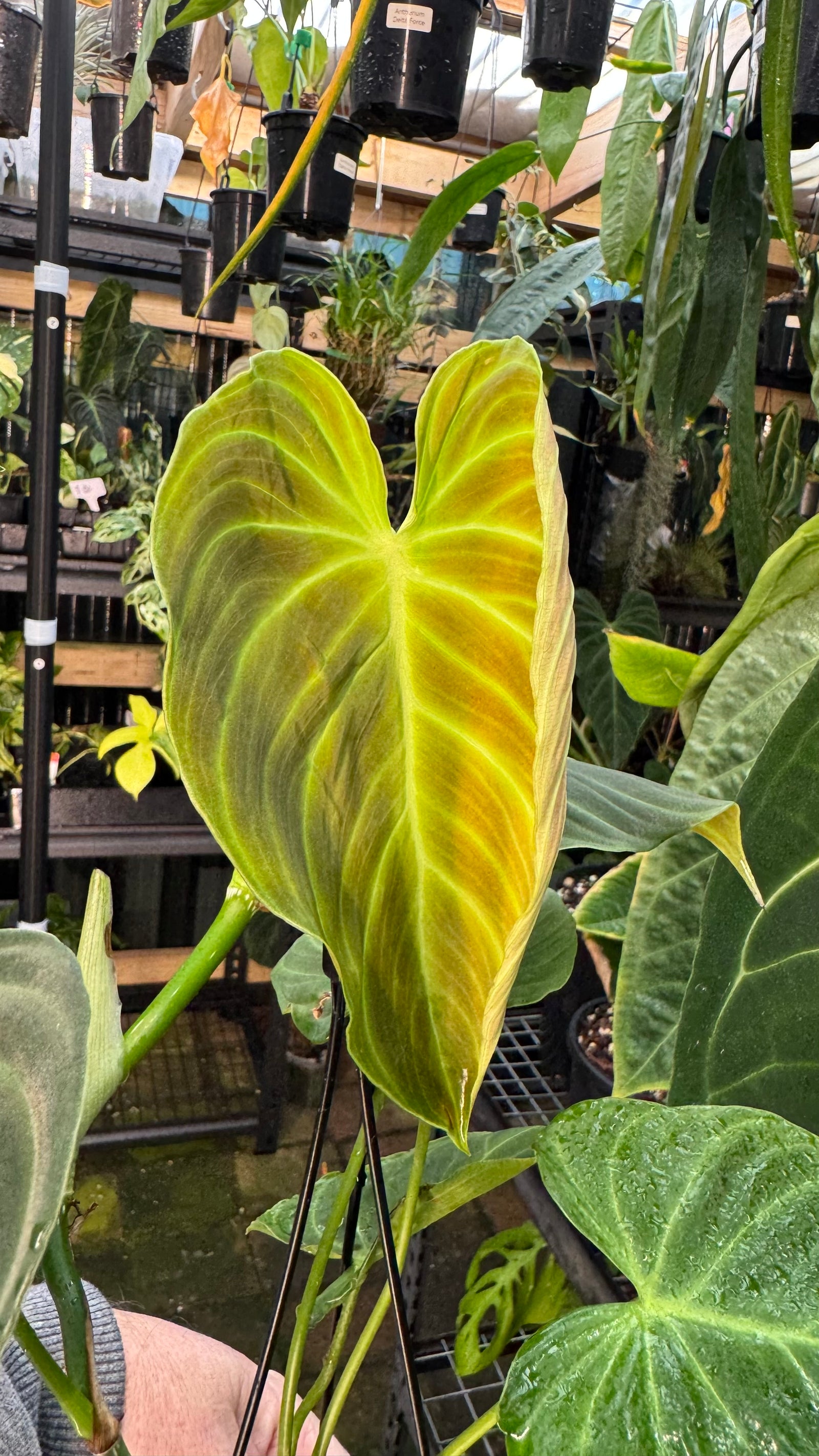 Philodendron splendid