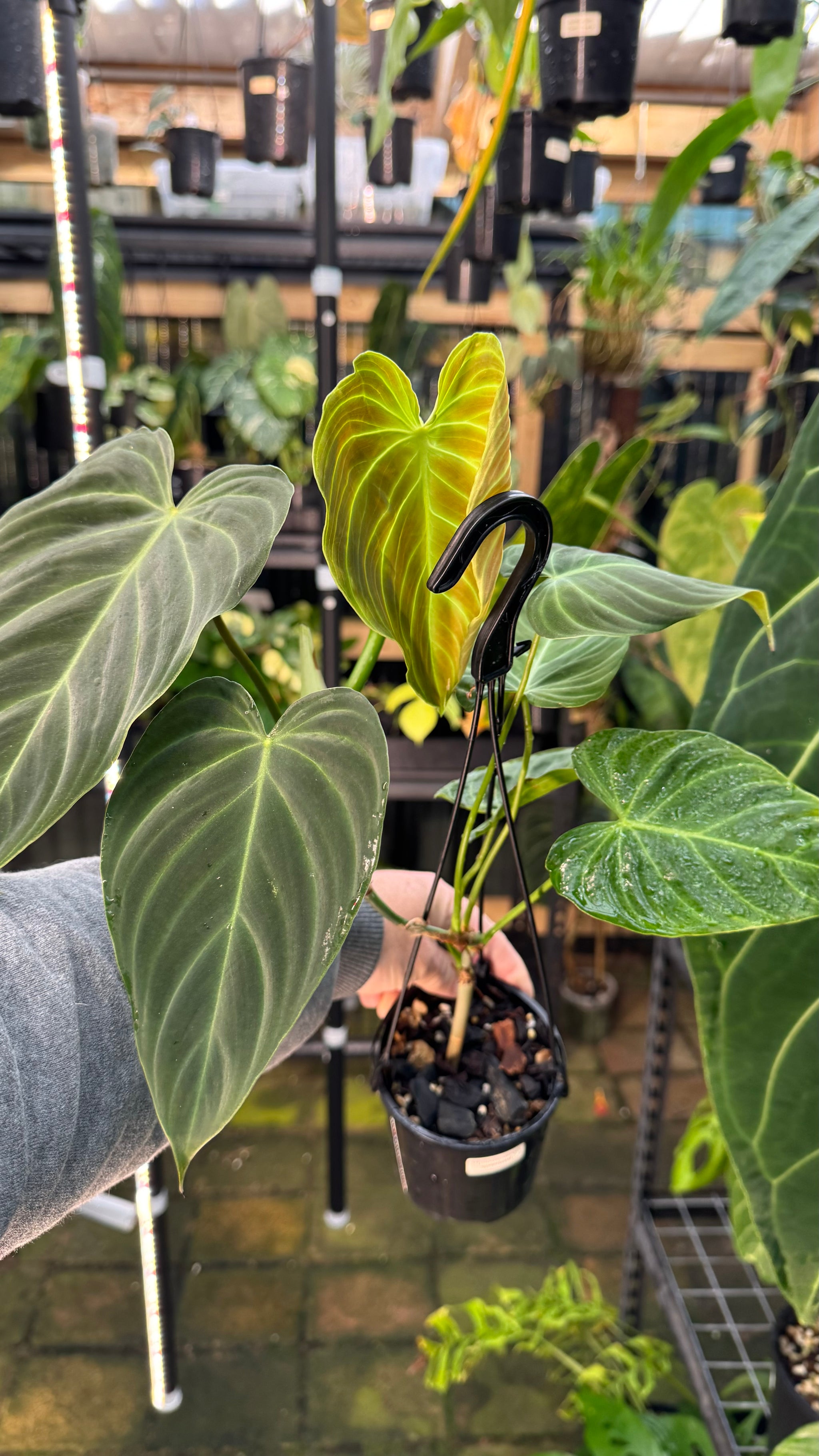 Philodendron splendid