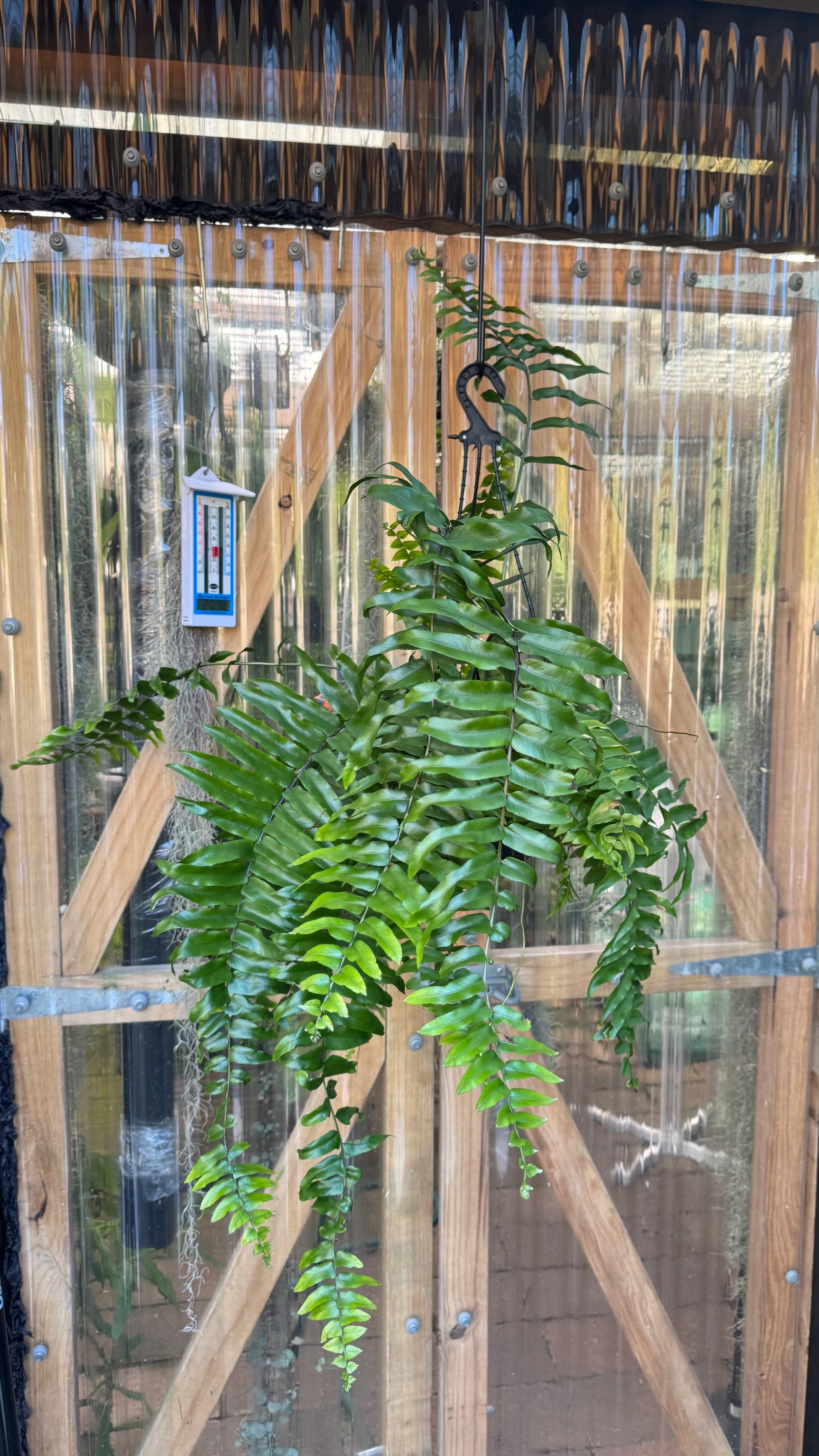 Nephrolepis biserrata ‘Macho’ — Giant Sword Fern