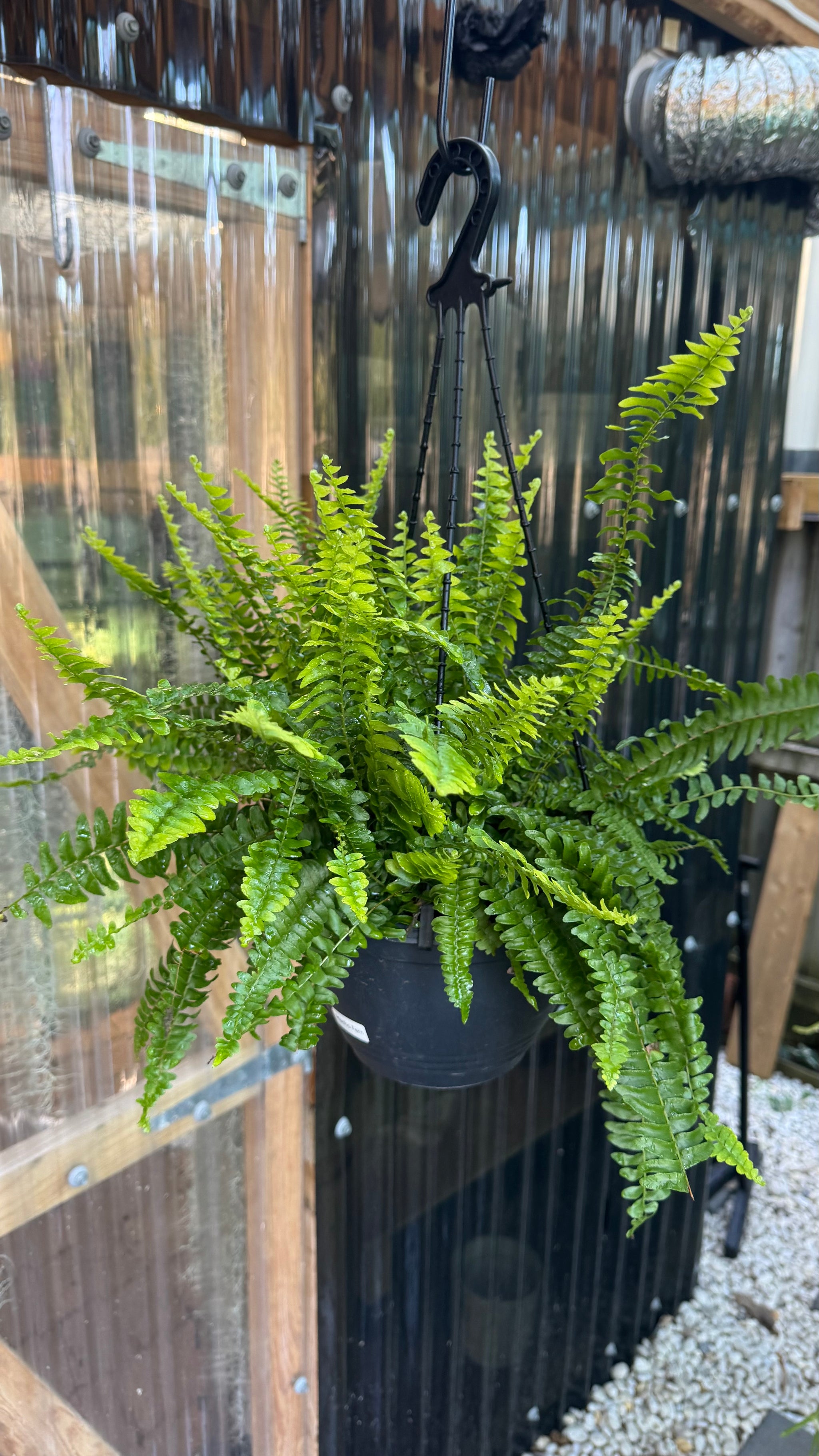 Nephrolepis biserrata ‘Macho’ — Giant Sword Fern