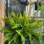 Nephrolepis biserrata ‘Macho’ — Giant Sword Fern
