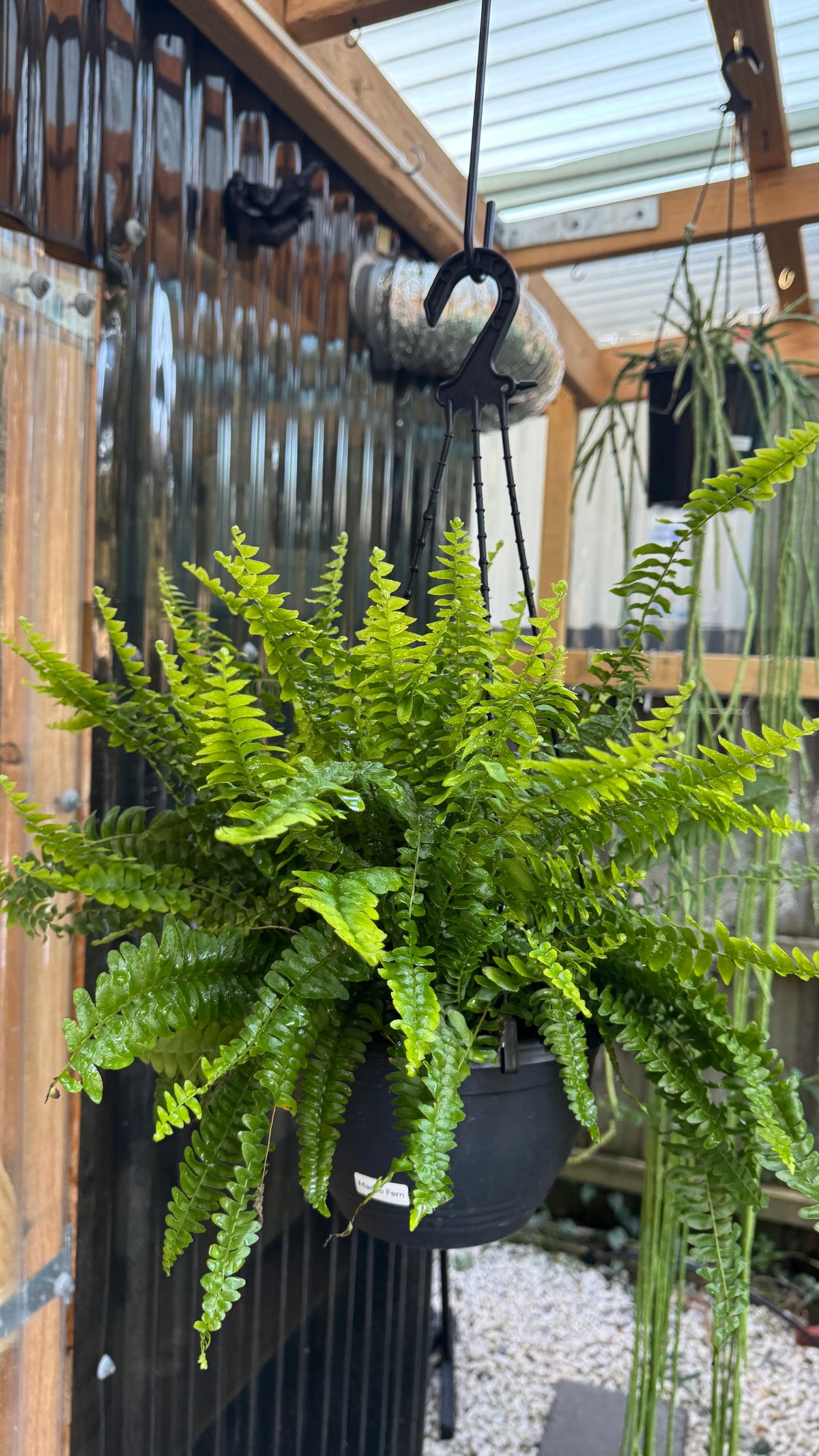 Nephrolepis biserrata ‘Macho’ — Giant Sword Fern