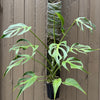 Monstera Burle Marx flame - Pole