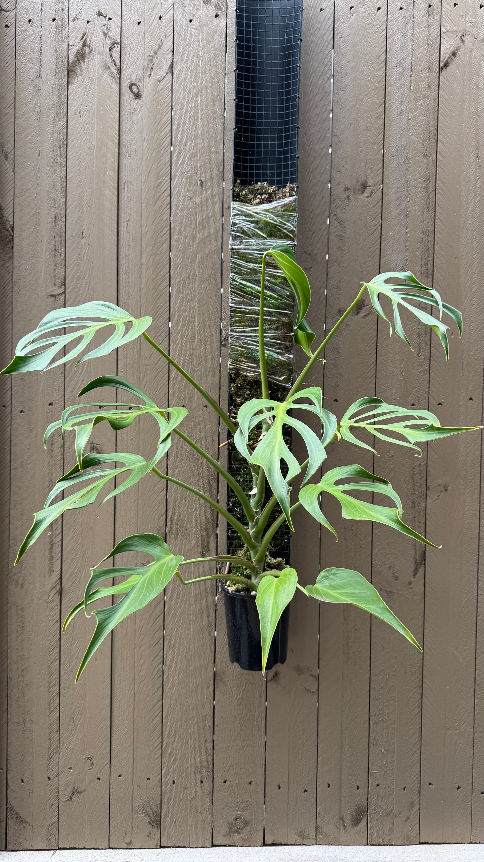 Monstera Burle Marx flame - Pole