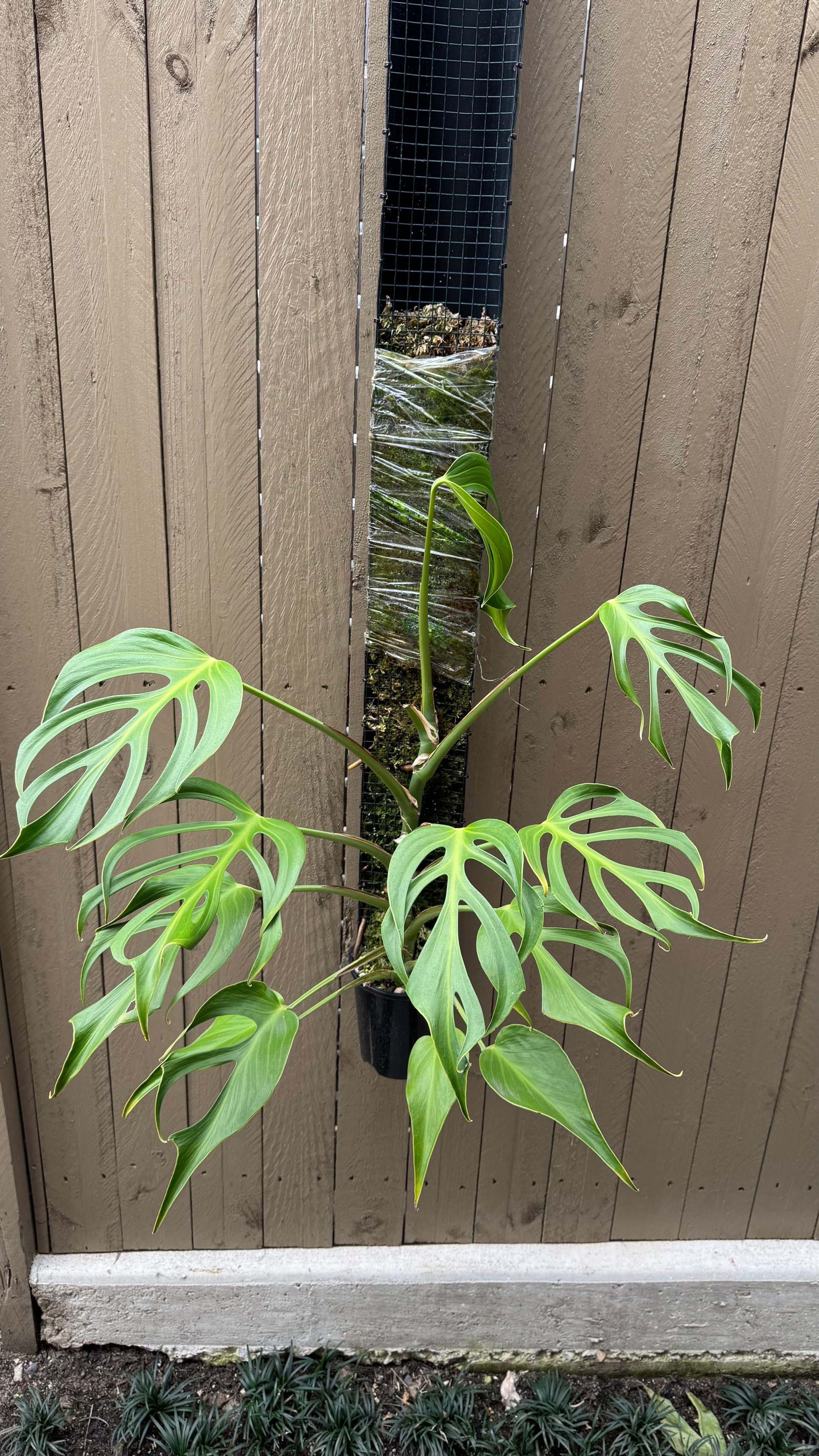 Monstera Burle Marx flame - Pole