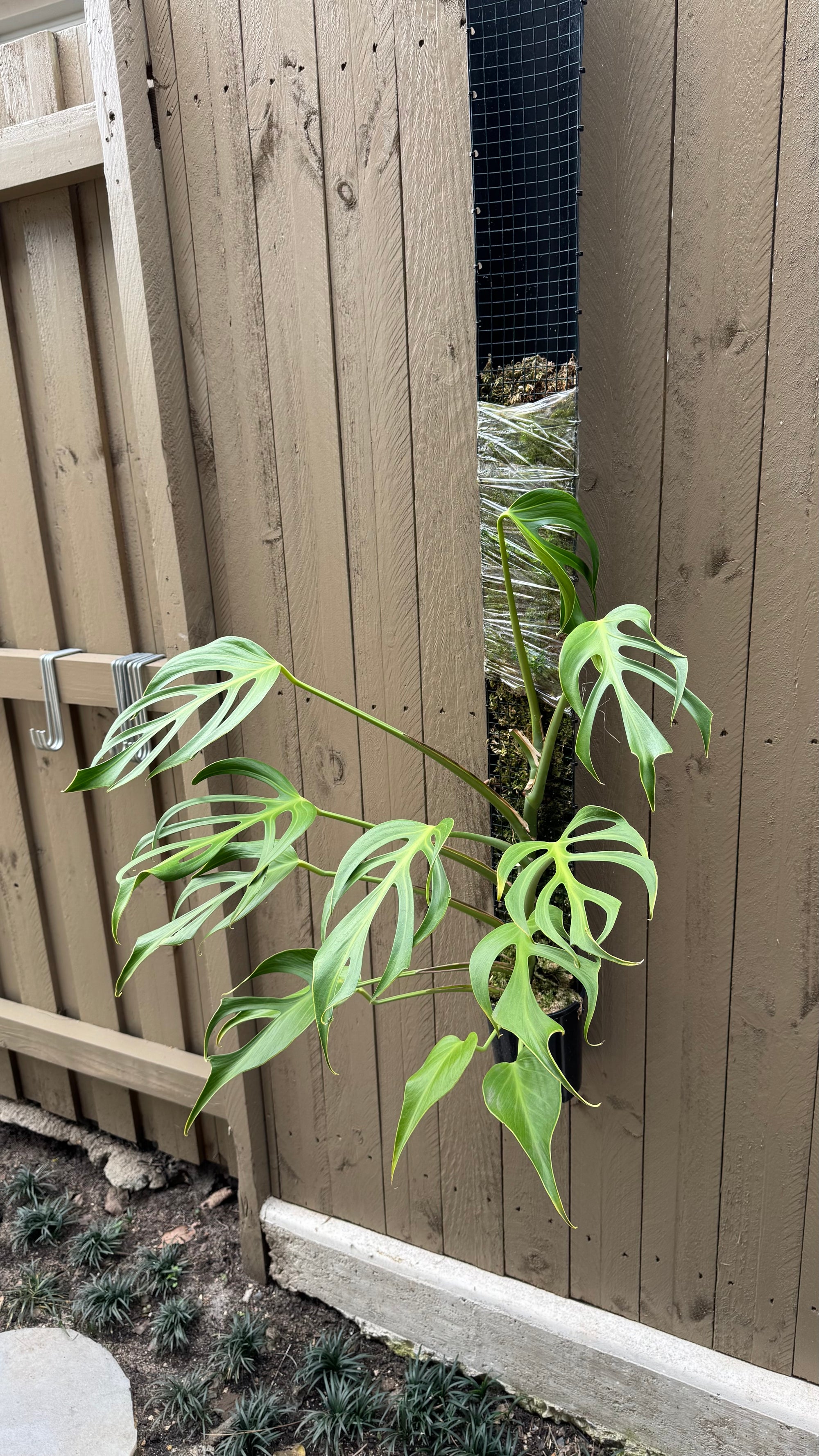 Monstera Burle Marx flame - Pole