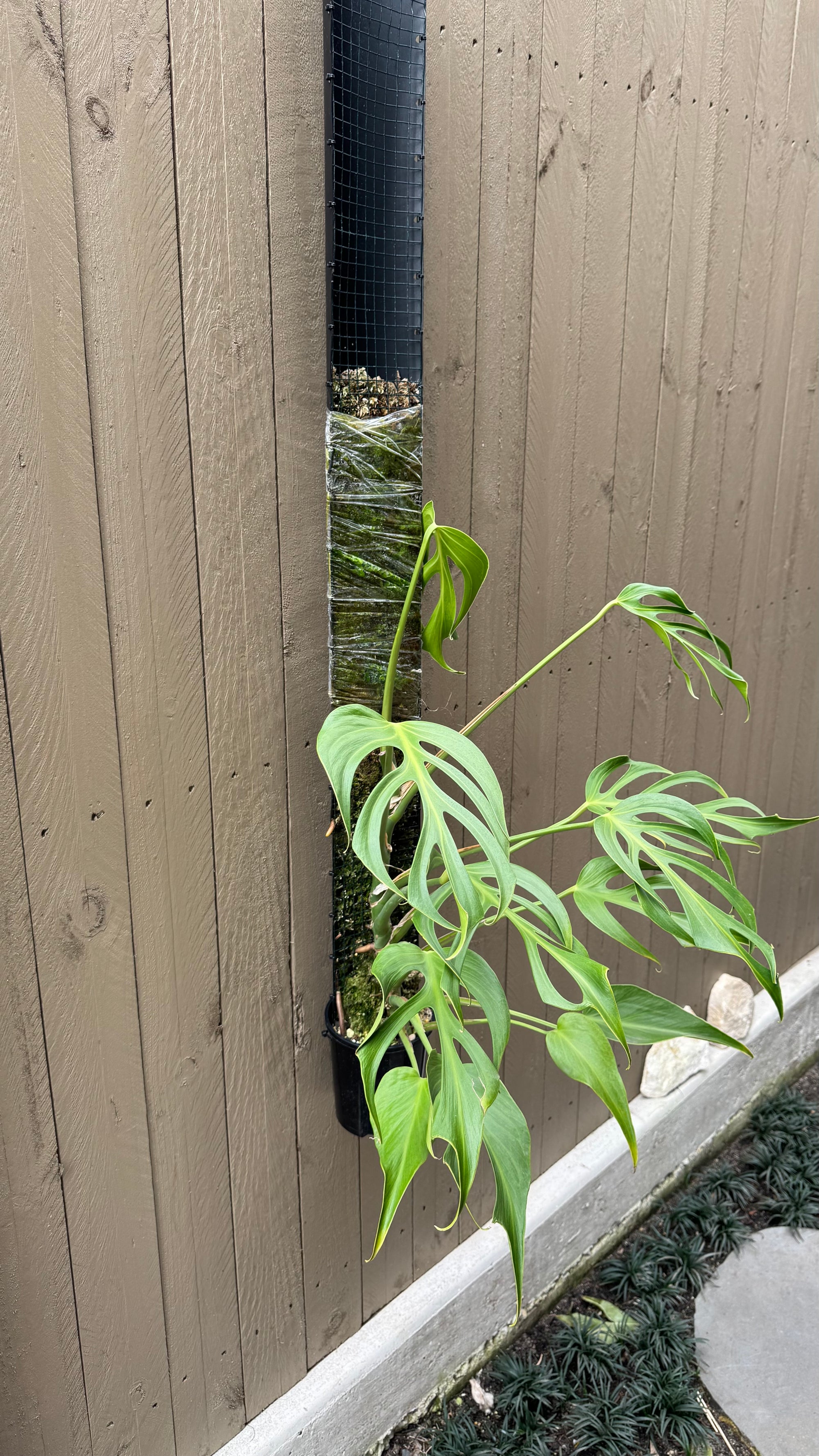 Monstera Burle Marx flame - Pole