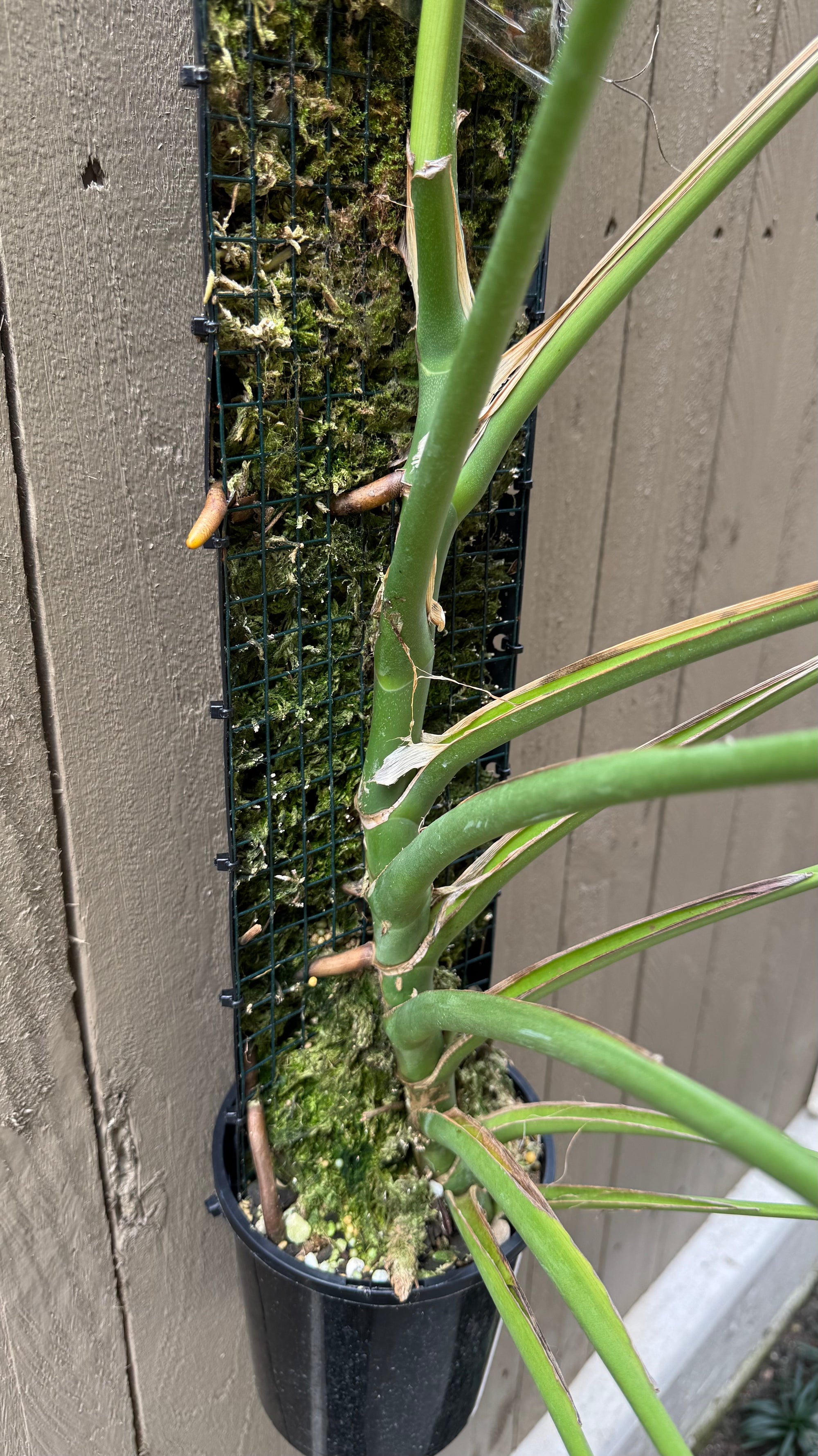 Monstera Burle Marx flame - Pole