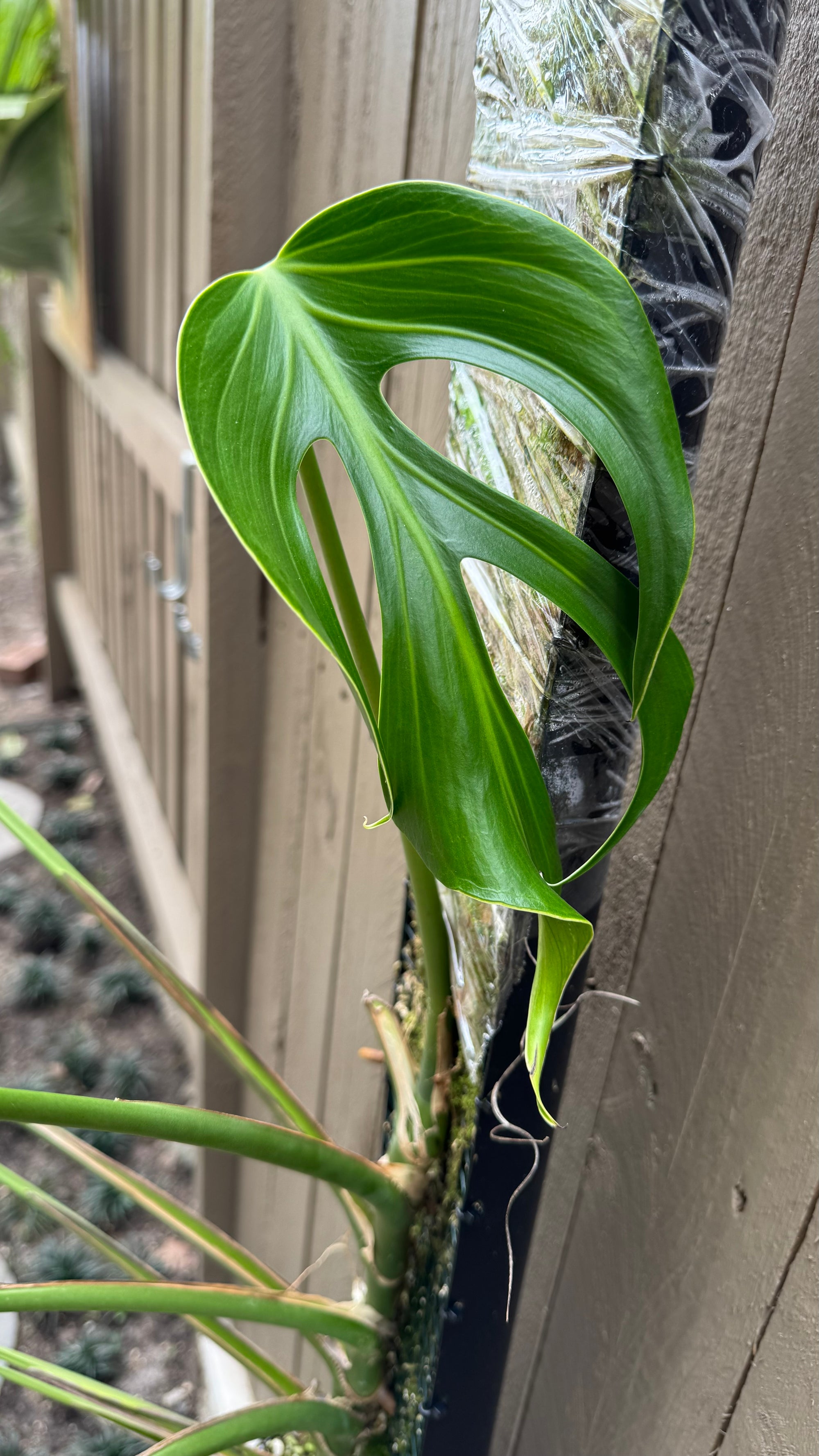 Monstera Burle Marx flame - Pole