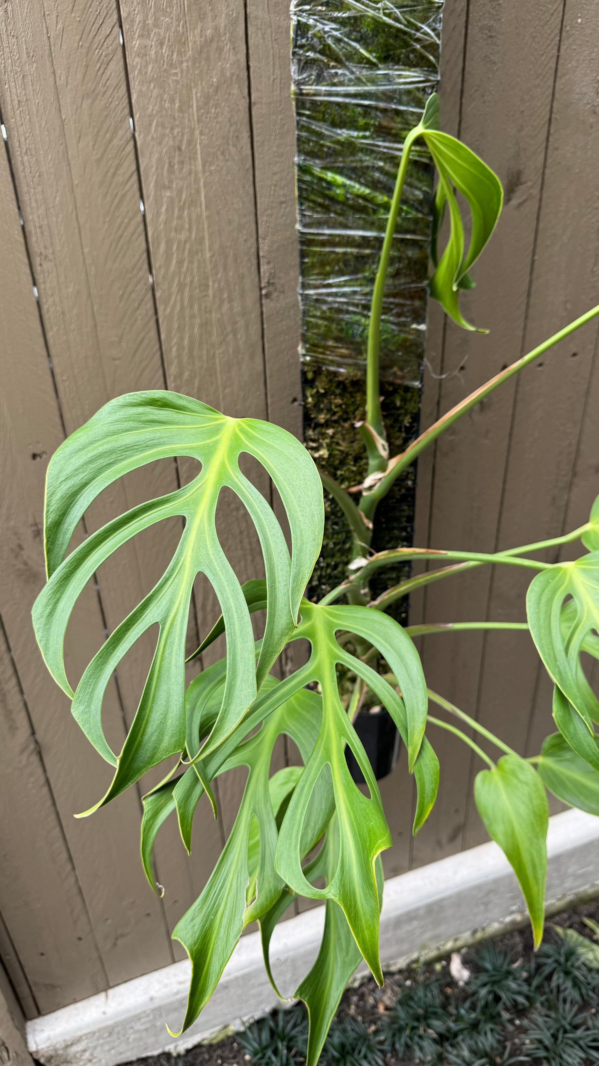 Monstera Burle Marx flame - Pole