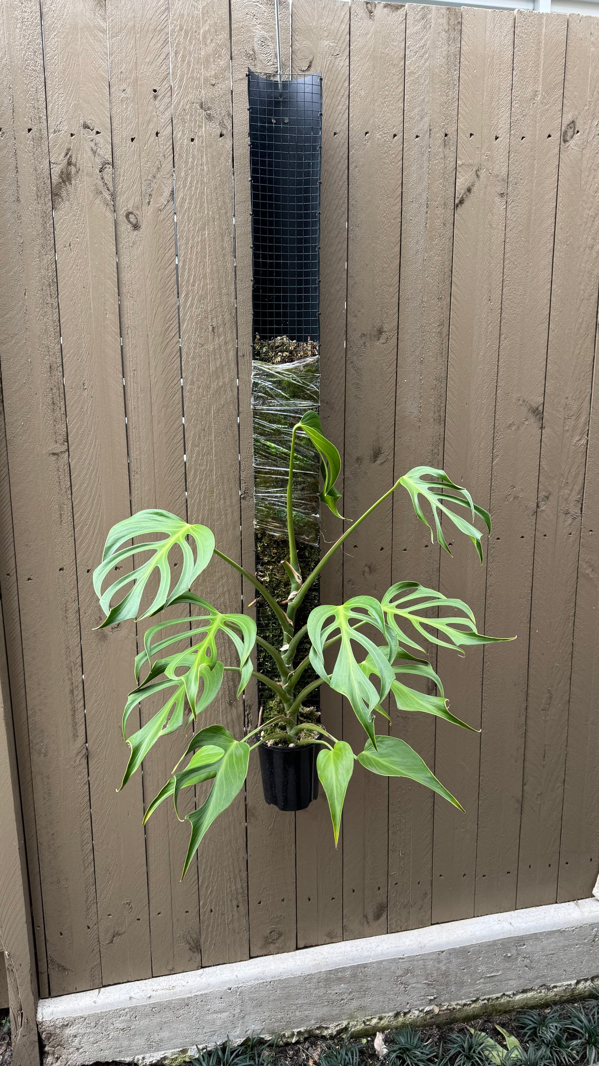 Monstera Burle Marx flame - Pole