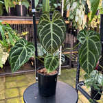 Anthurium warocqueanum × crystallinum — Velvet Leaf Hybrid