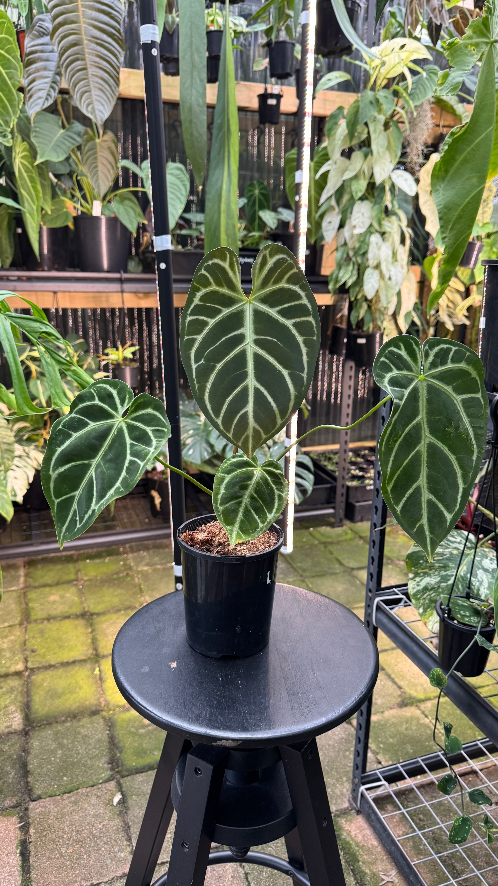Anthurium warocqueanum × crystallinum — Velvet Leaf Hybrid