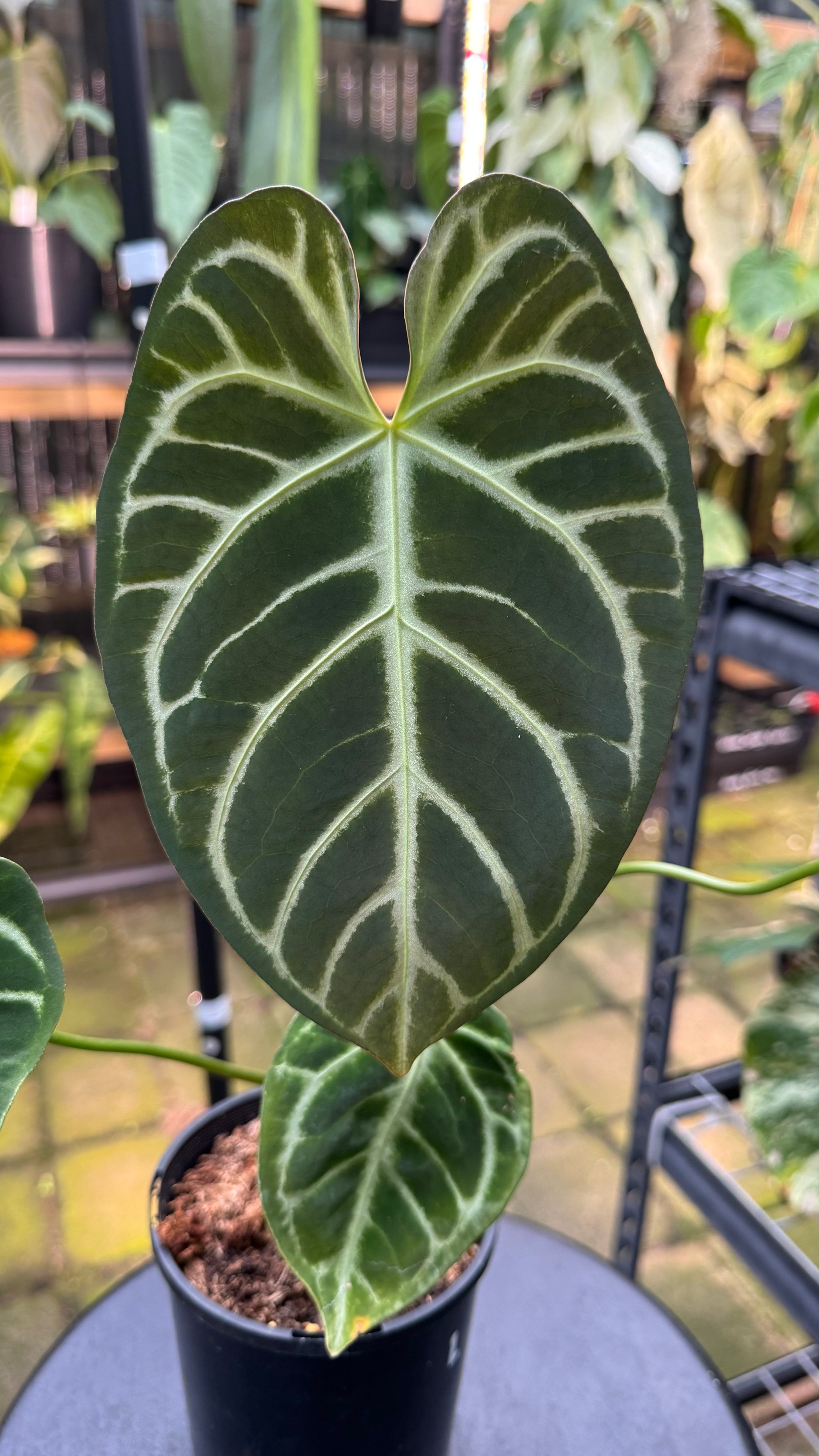 Anthurium warocqueanum × crystallinum — Velvet Leaf Hybrid