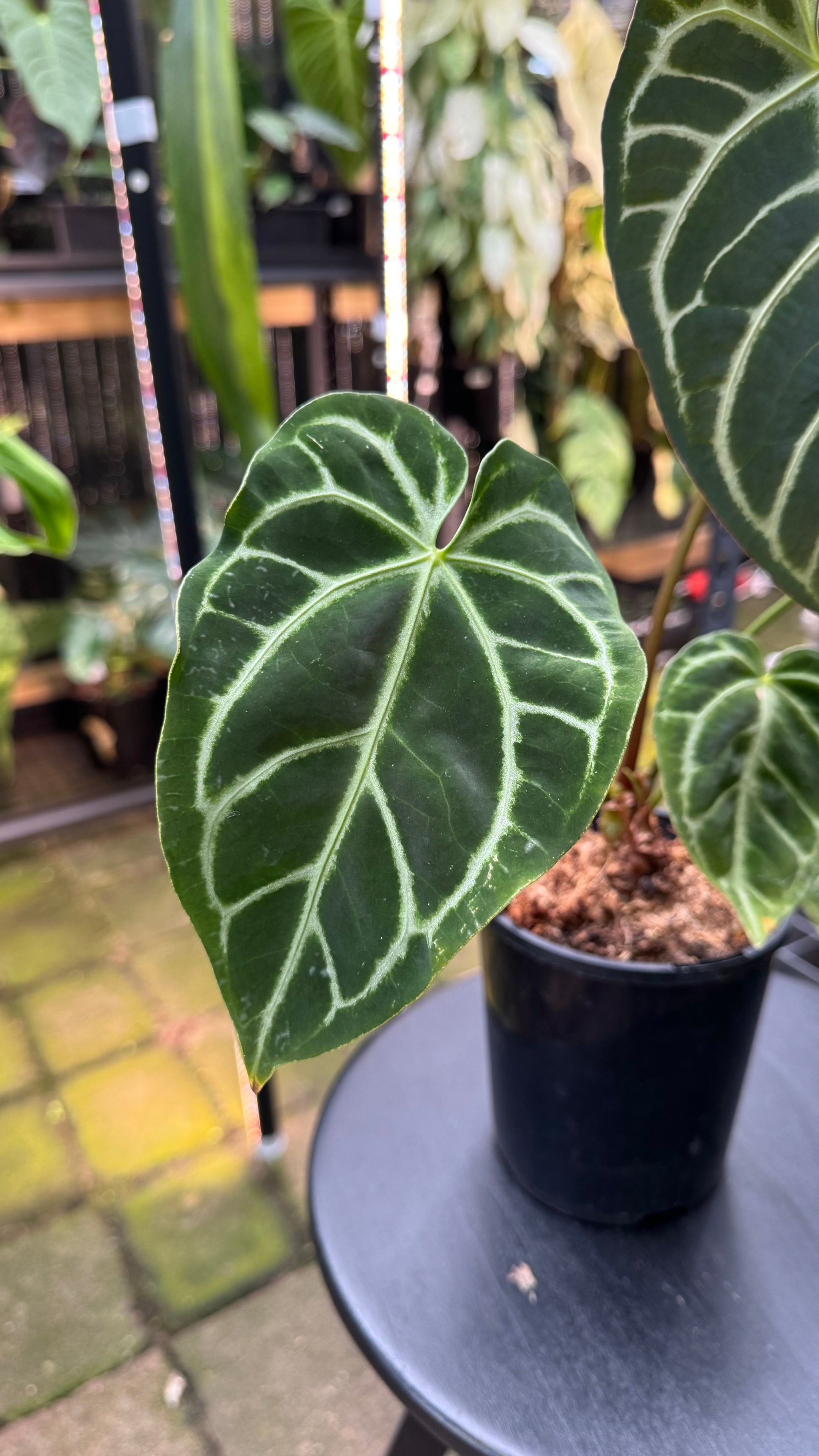 Anthurium warocqueanum × crystallinum — Velvet Leaf Hybrid