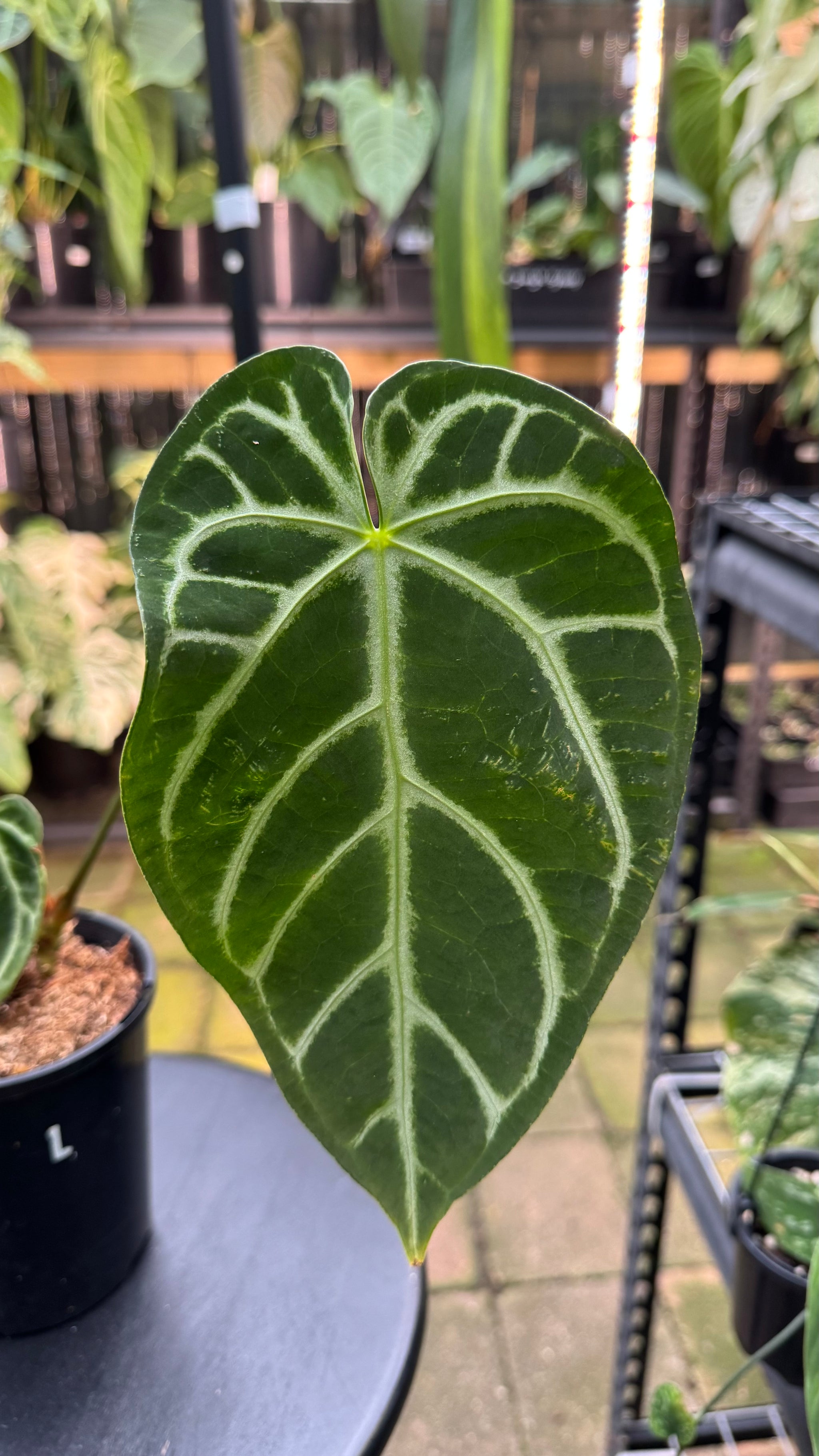 Anthurium warocqueanum × crystallinum — Velvet Leaf Hybrid