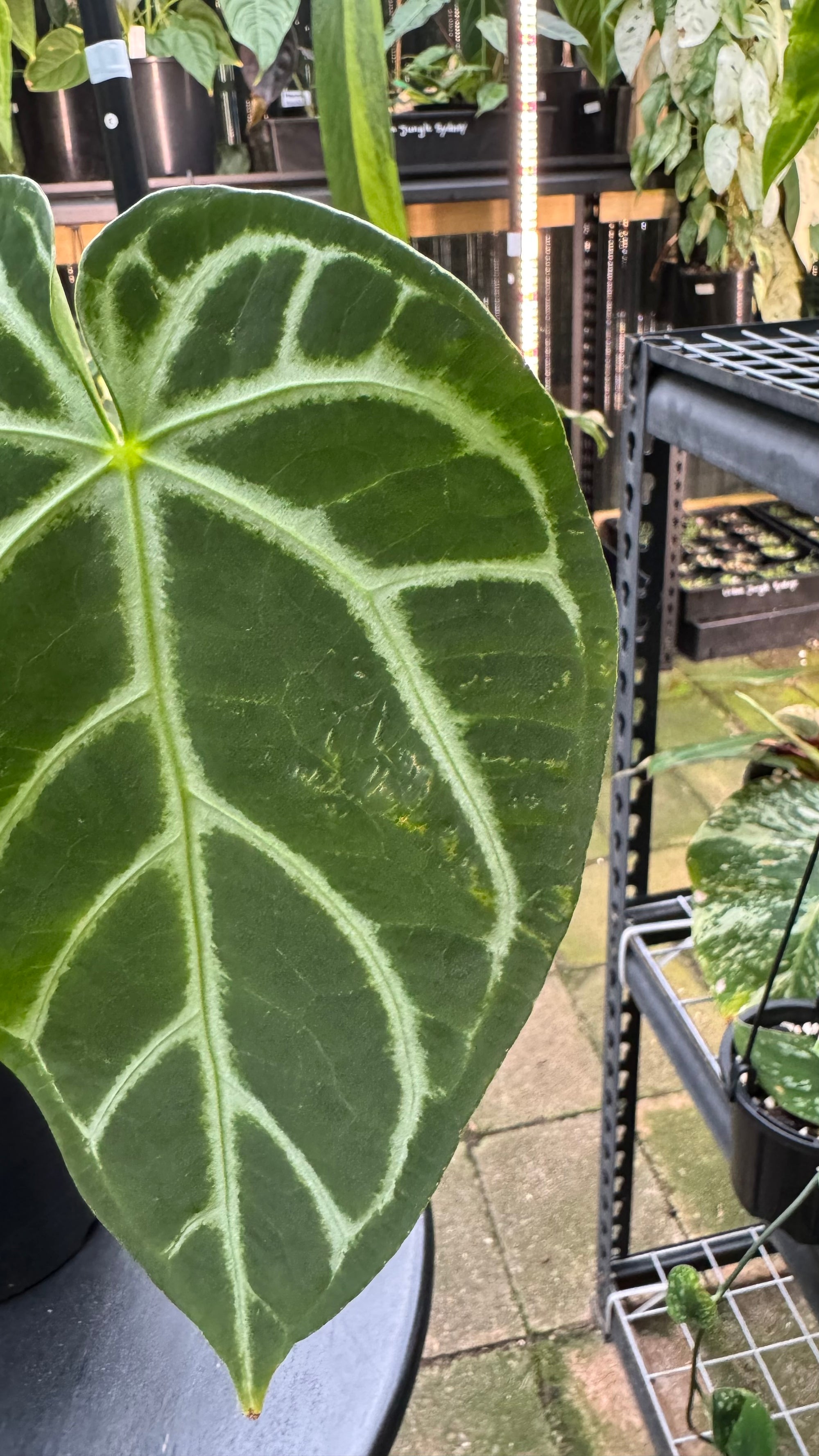 Anthurium warocqueanum × crystallinum — Exact Specimen