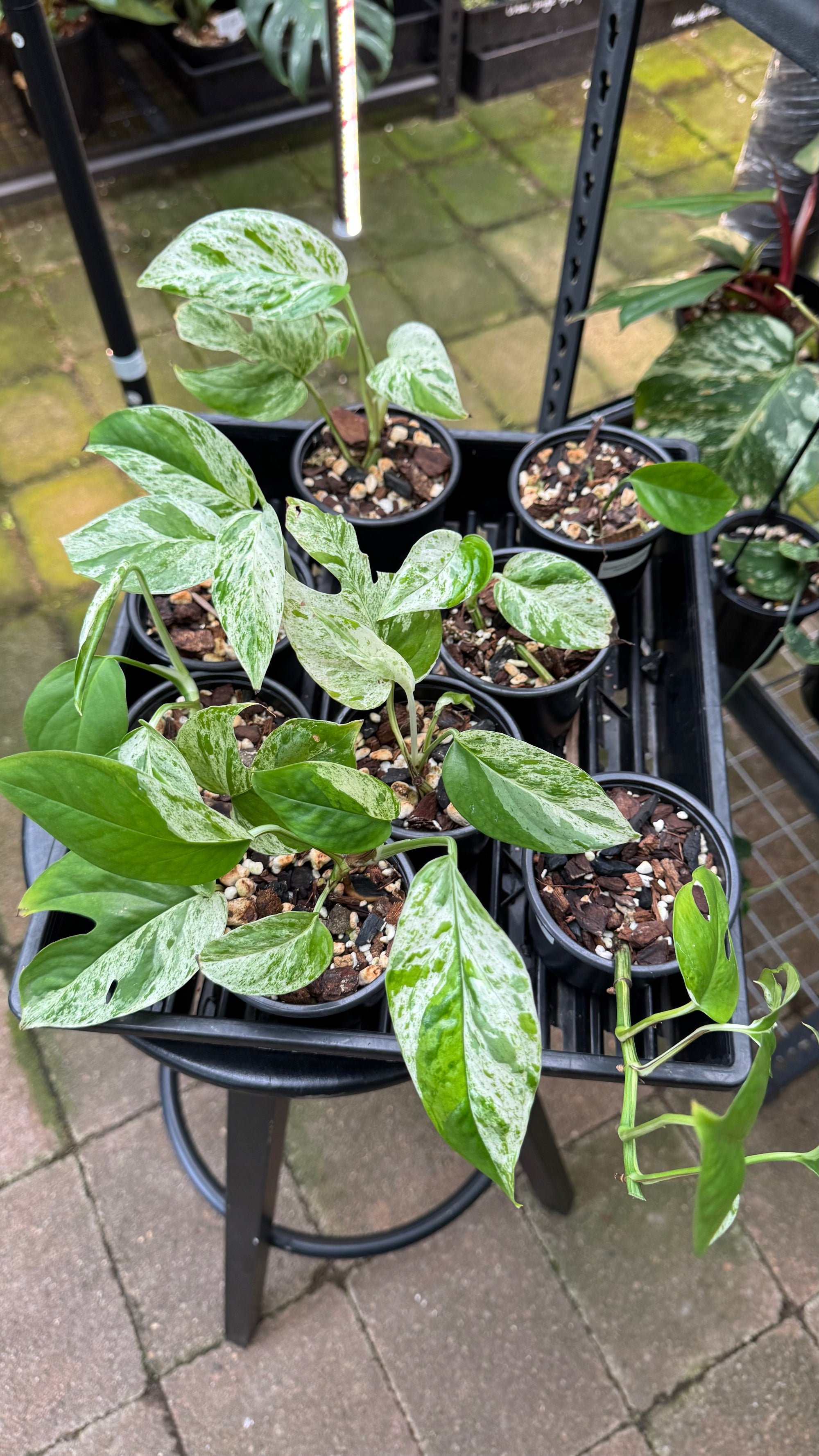 Epipremnum pinnatum ‘Marble King’ — Variegated Dragon Tail