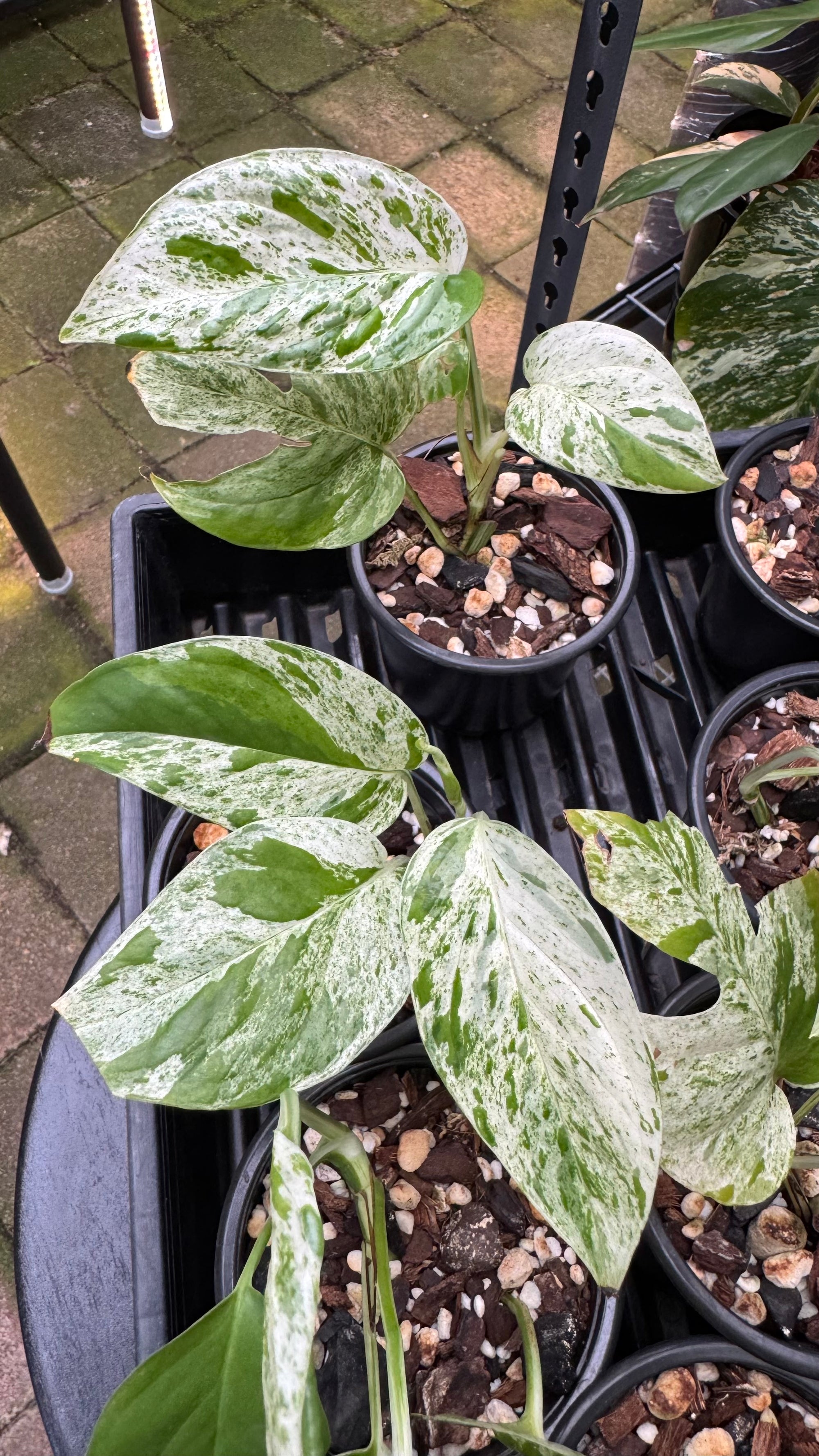 Epipremnum pinnatum ‘Marble King’ — Variegated Dragon Tail