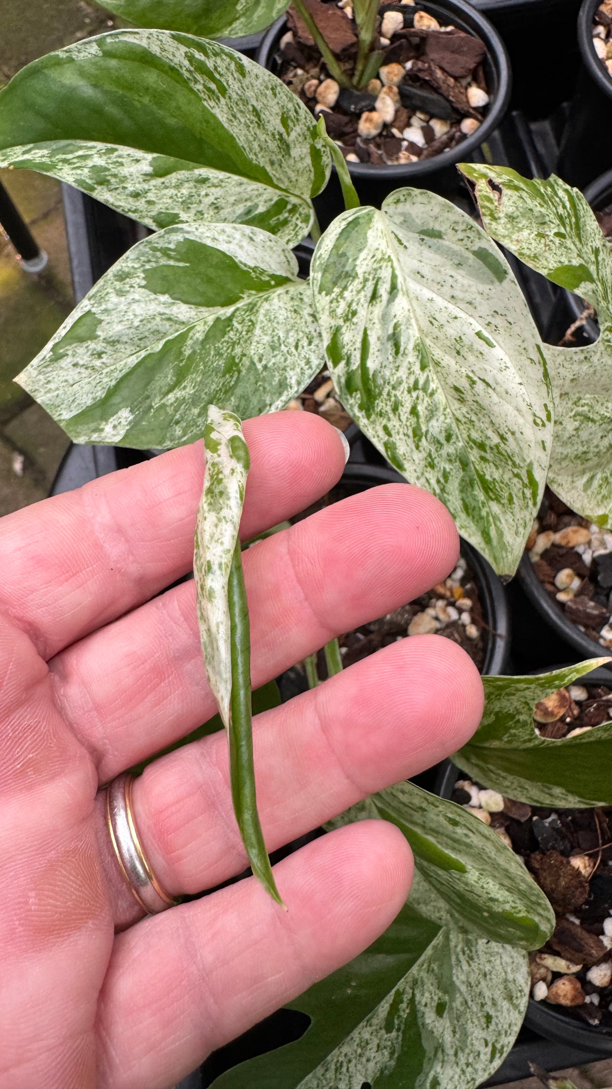 Epipremnum pinnatum ‘Marble King’ — Variegated Dragon Tail