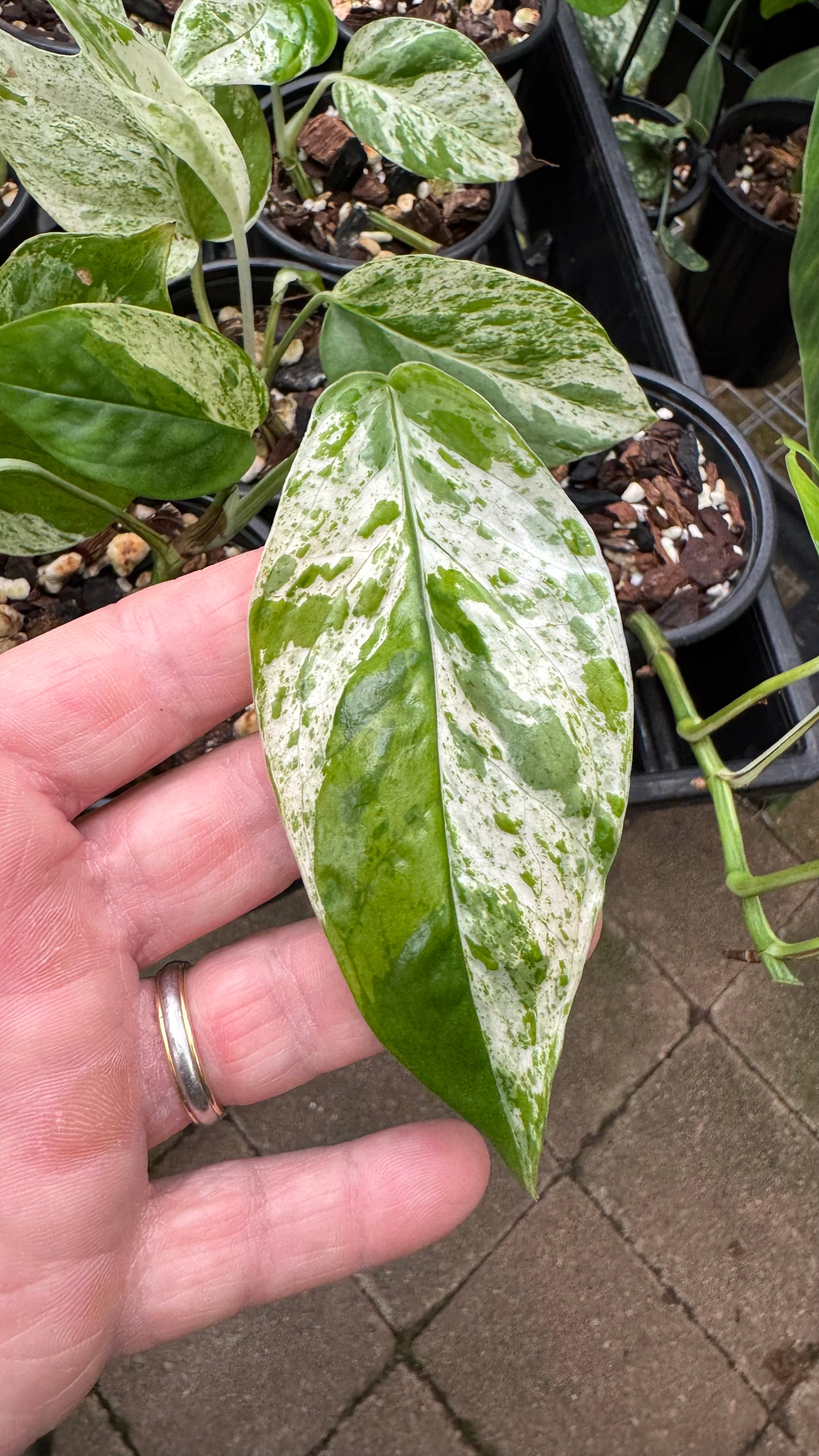 Epipremnum pinnatum ‘Marble King’ — Variegated Dragon Tail
