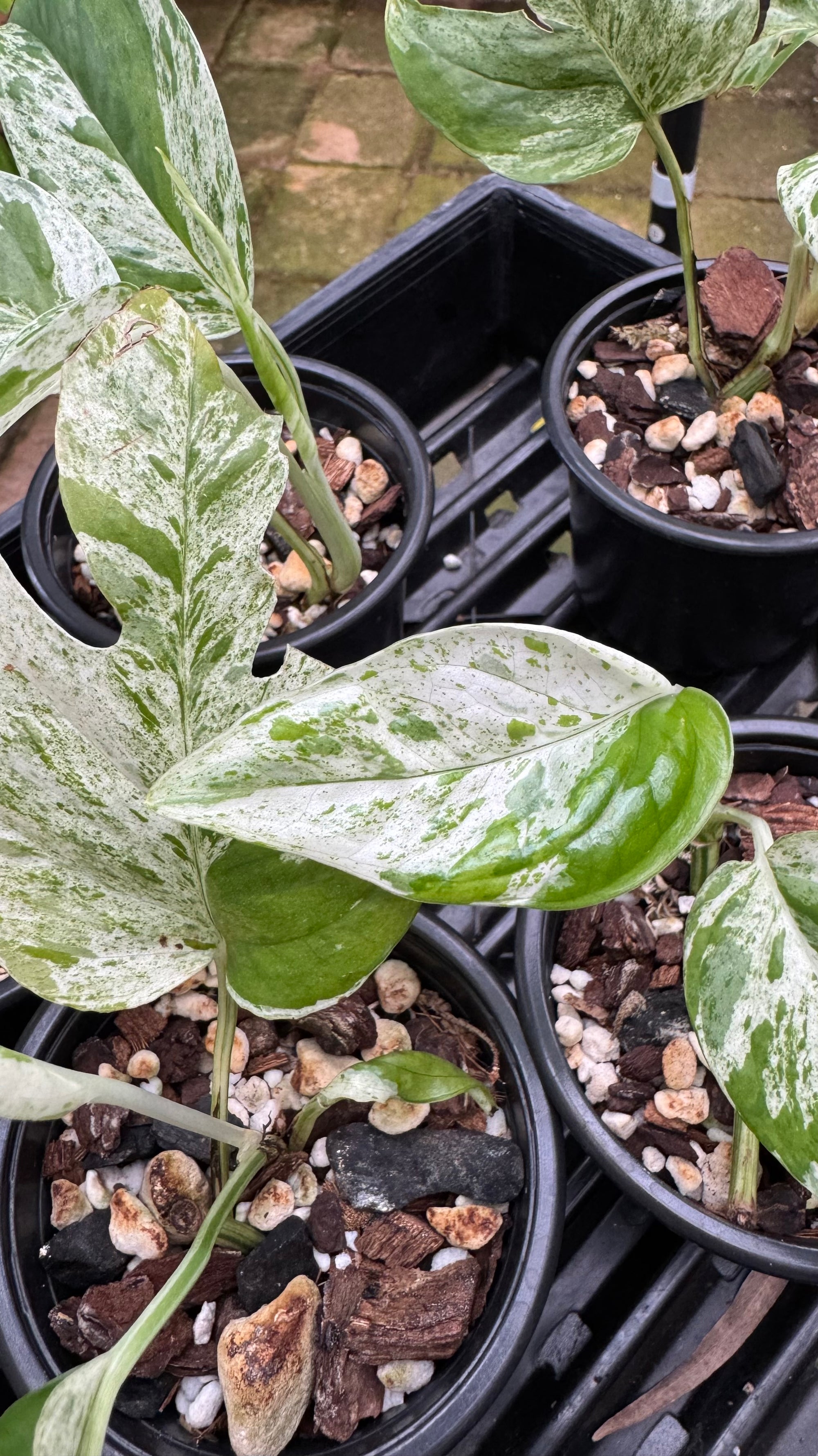 Epipremnum pinnatum ‘Marble King’ — Variegated Dragon Tail