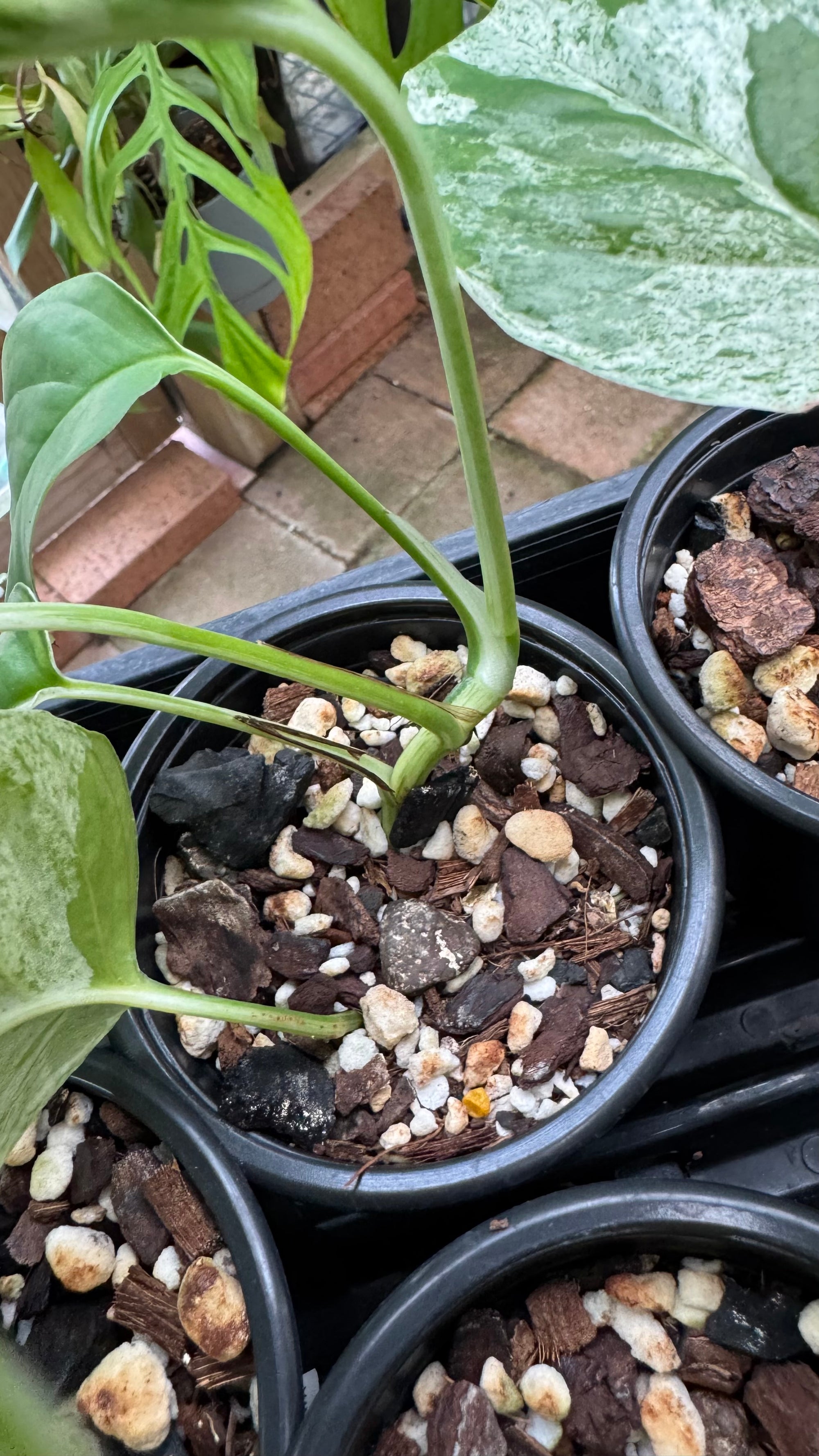 Epipremnum pinnatum ‘Marble King’ — Variegated Dragon Tail