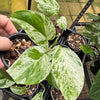 Epipremnum pinnatum ‘Marble King’ — Variegated Dragon Tail